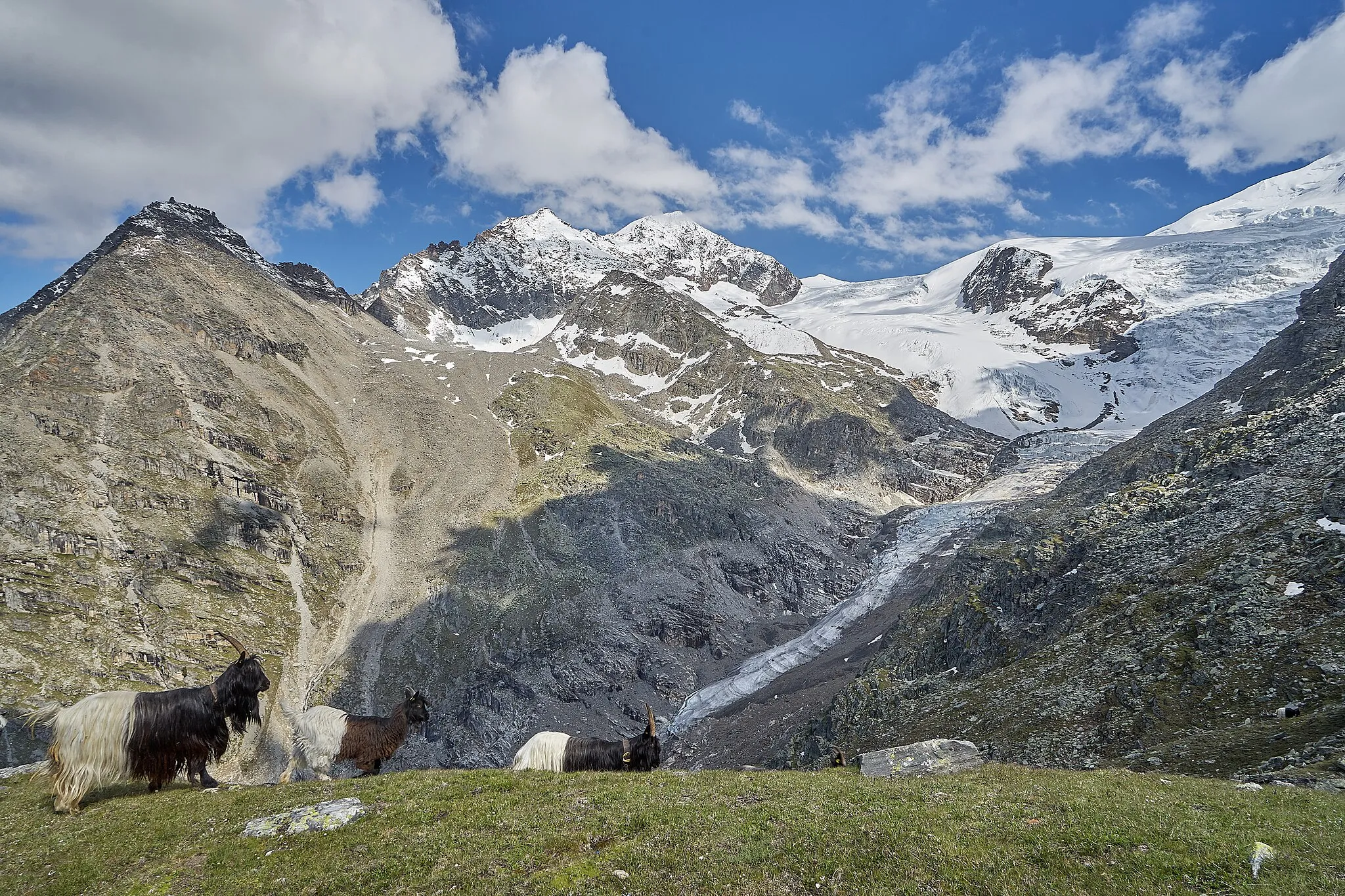 Photo showing: Valais Blackneck Goats in front of Riedgletscher, Gasenried.