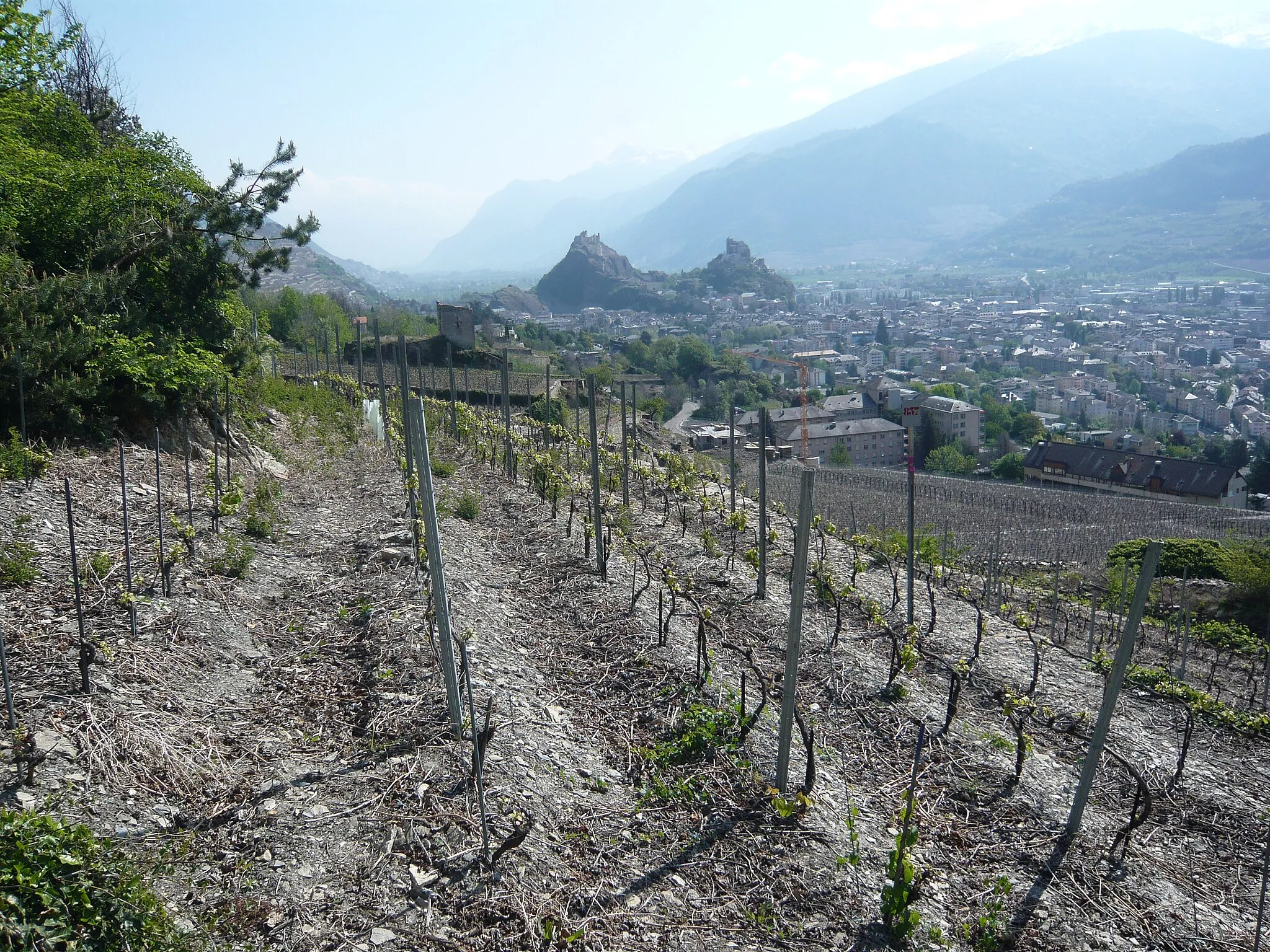 Photo showing: Vignes au nord de la Ville de Sion avec vue en direction de l'est. Valère et Tourbillon à l'arrière plan.