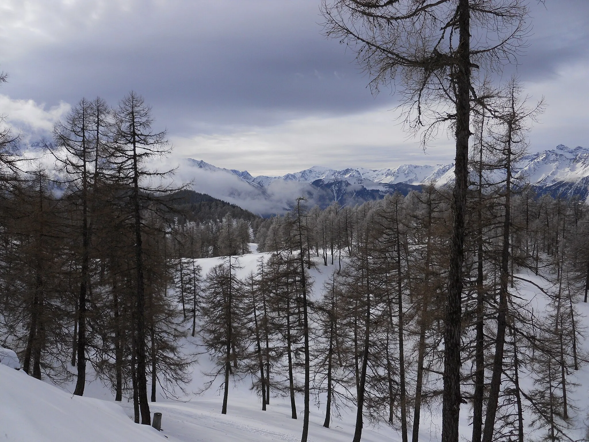 Photo showing: Col du Lin's forest