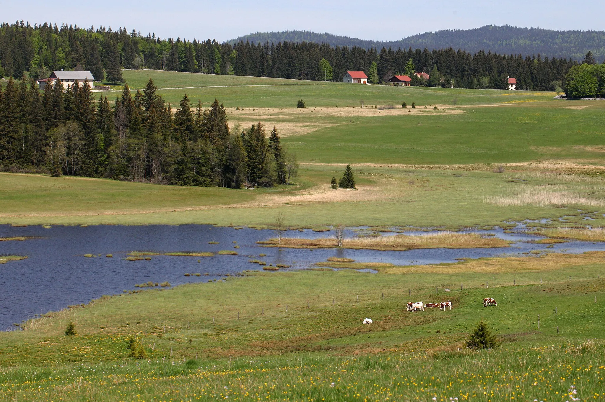 Photo showing: La partie nord du lac des Mortes avec quelques vaches en avant-plan.