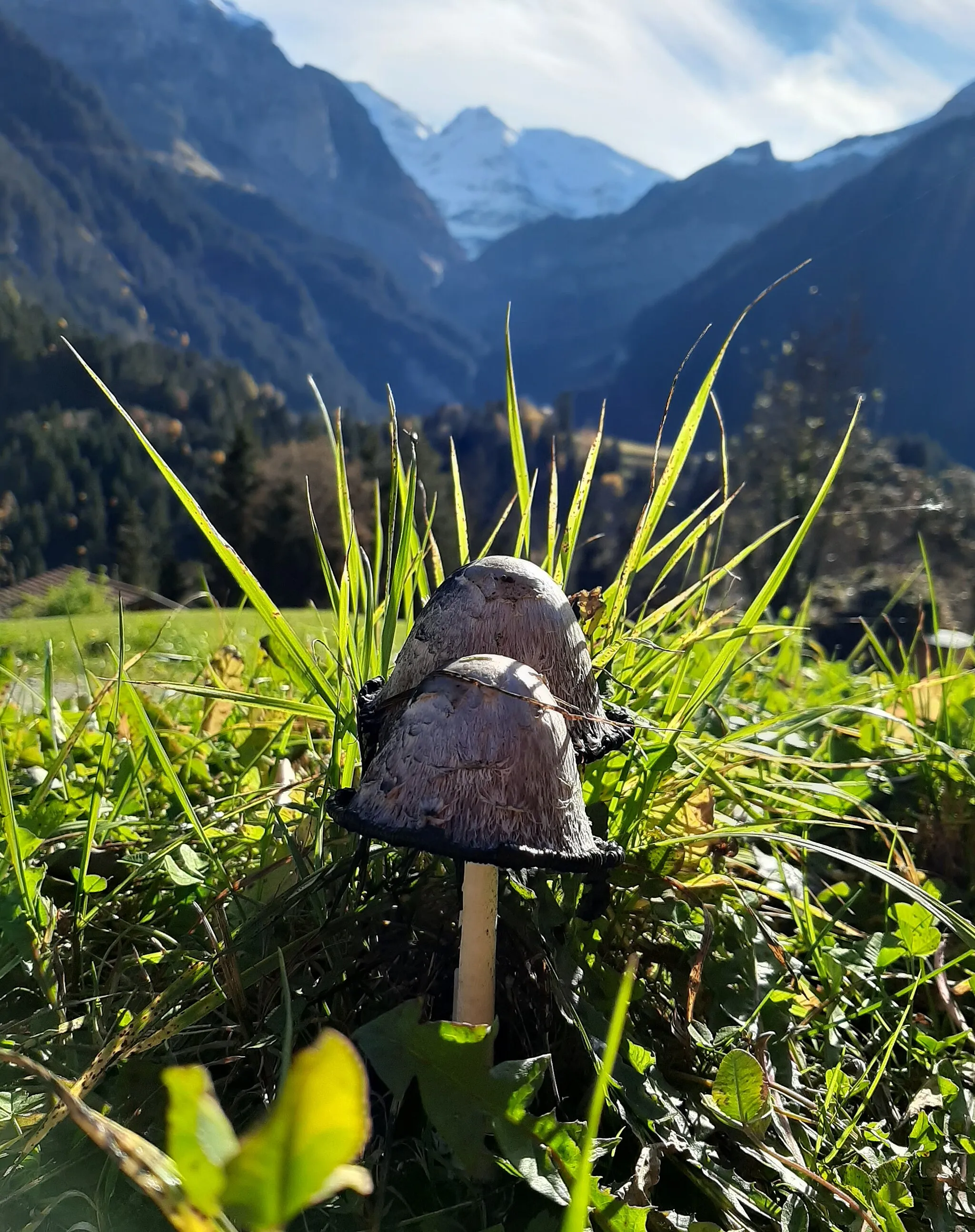 Photo showing: Mushrooms growing in the Swiss Alps