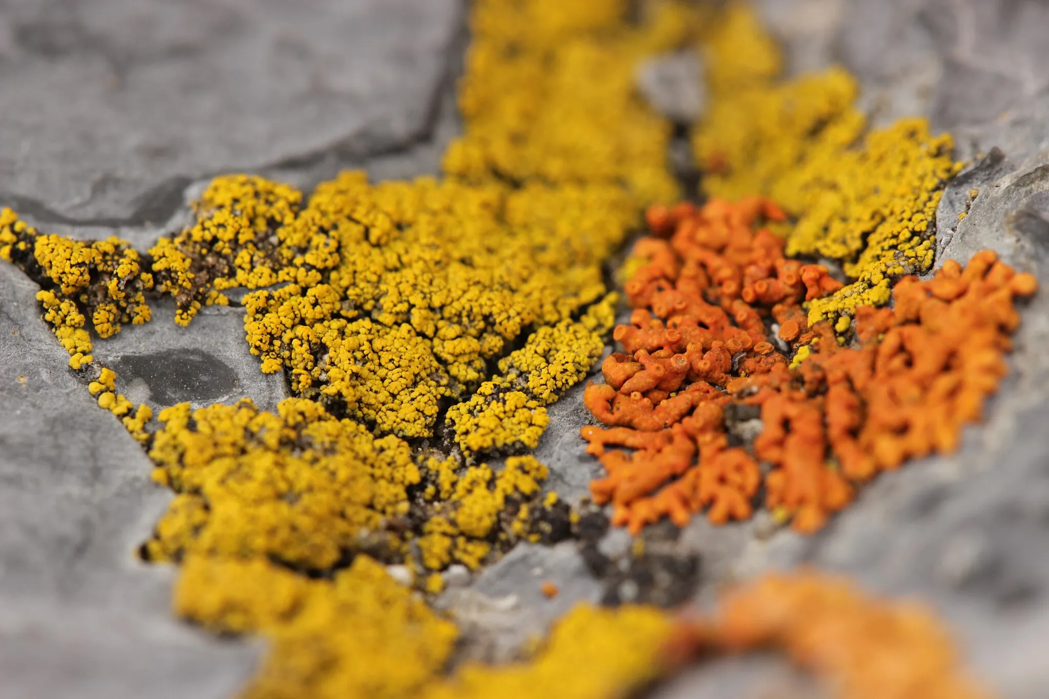 Photo showing: Hidden Goldspeck Lichen - Candelariella aurella