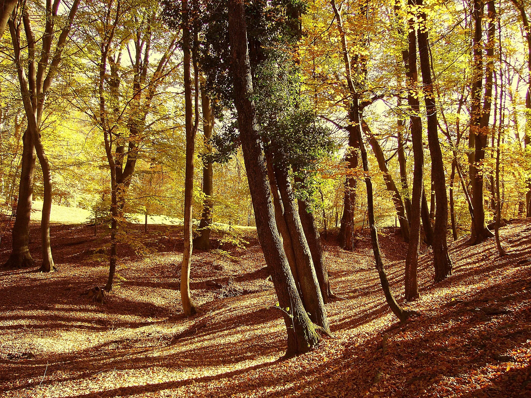 Photo showing: autunno