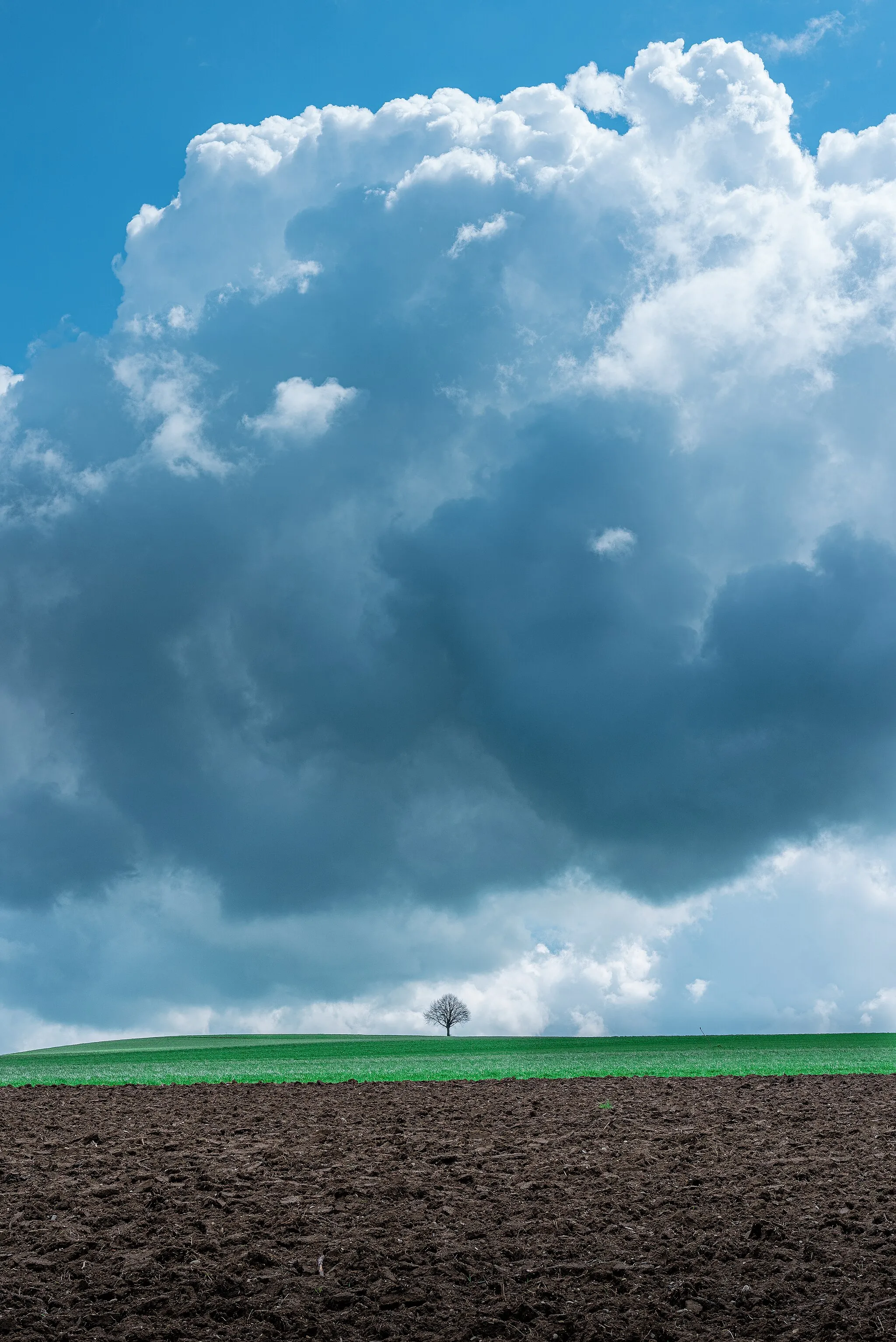 Photo showing: Grössenverhältinss zwischen einem grossen Baum auf dem Feld und einer Wolke darüber