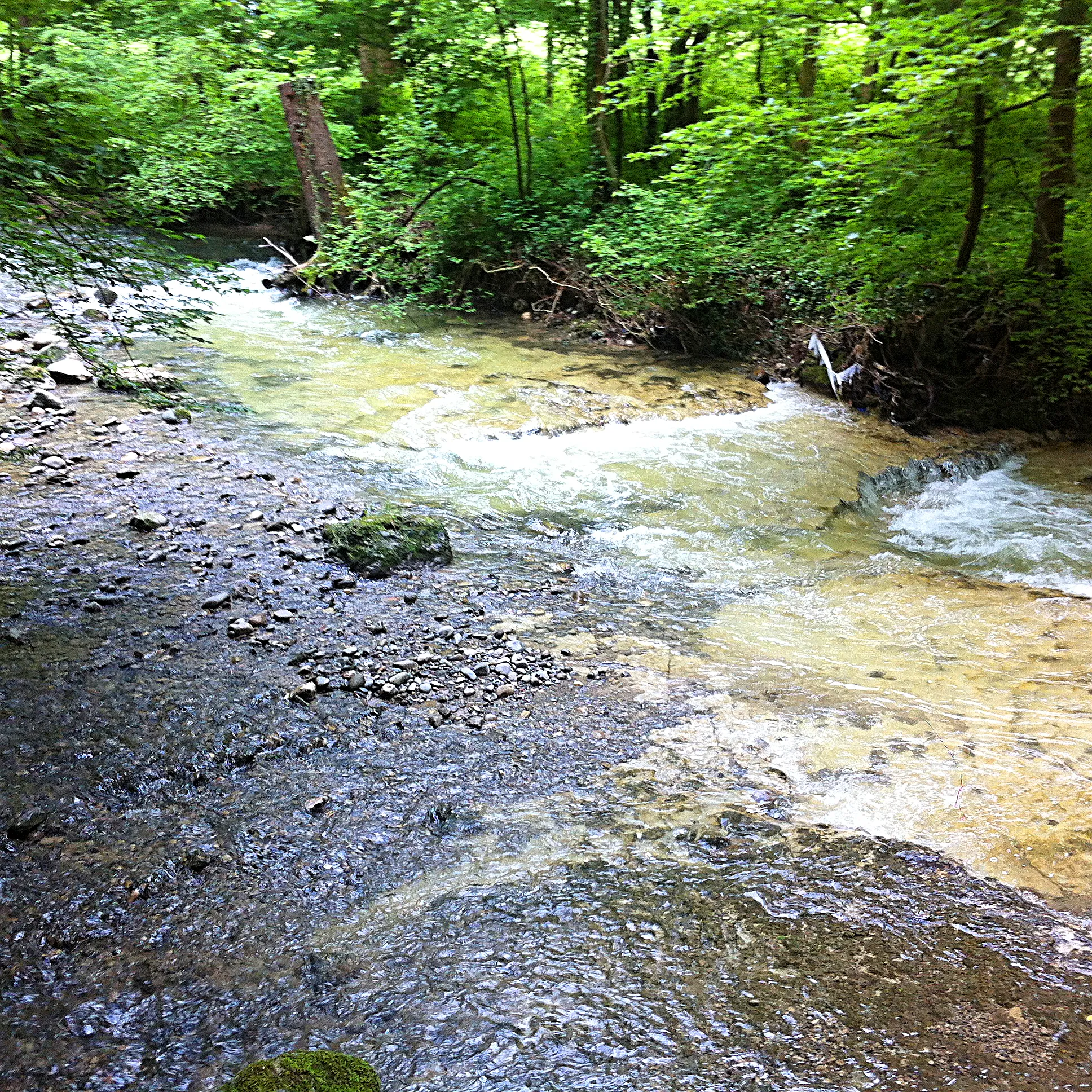 Photo showing: Reppisch bei der Einmündung des Stoffelbachs, Dietikon