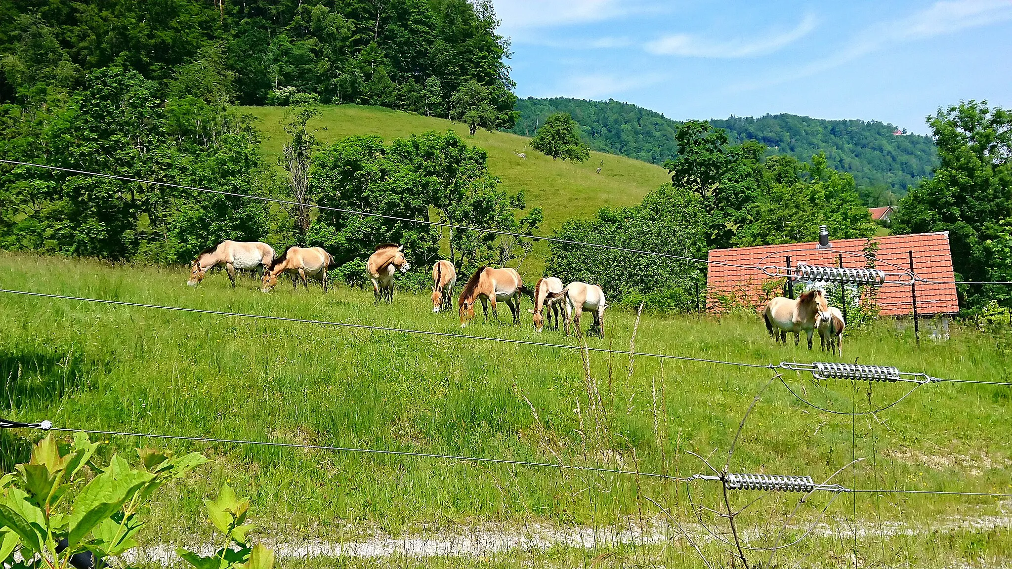 Photo showing: Przewalski's horses in Wildnispark Zurich Langenberg during the summer season.