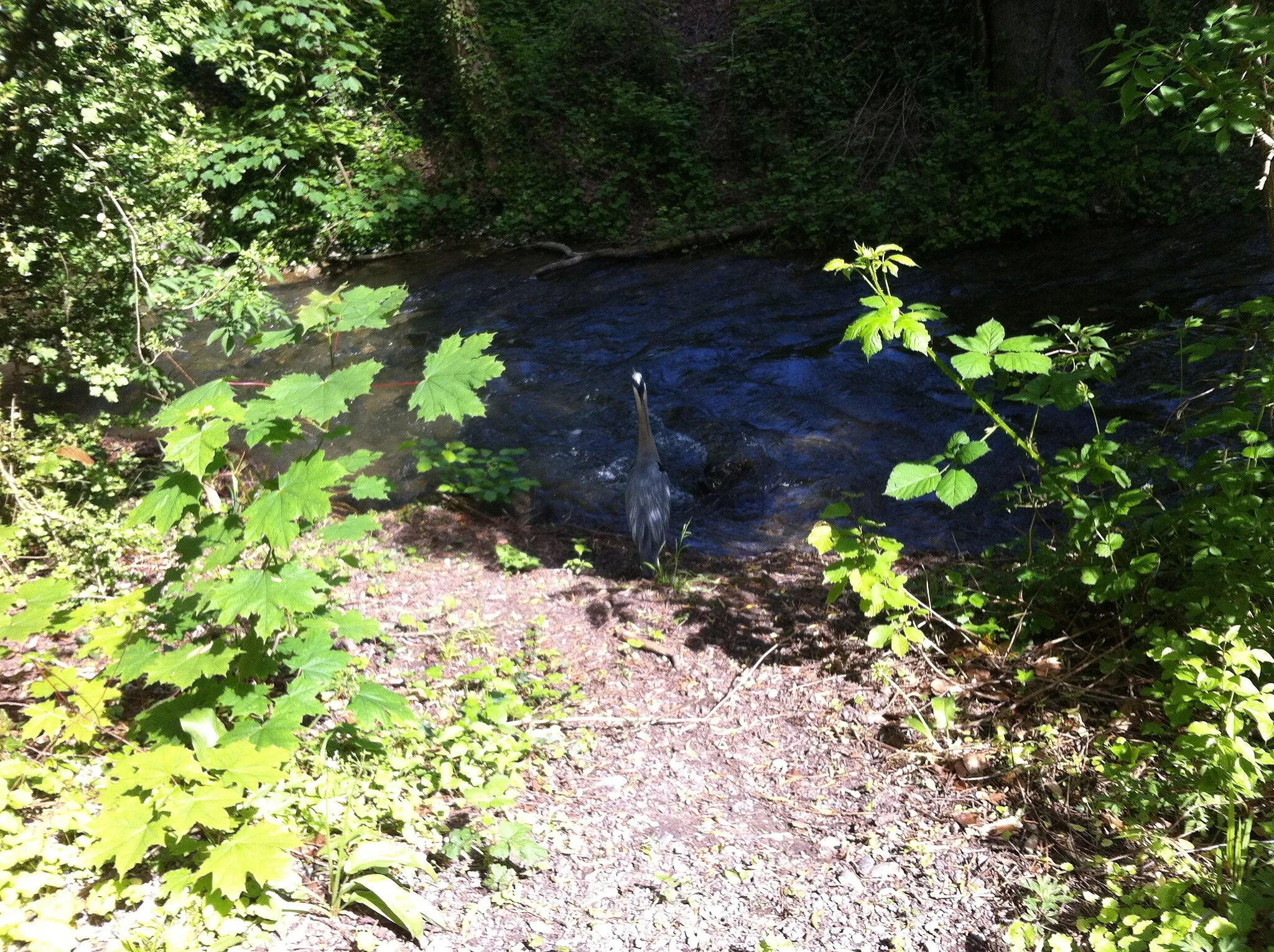 Photo showing: A heron in Switzerland