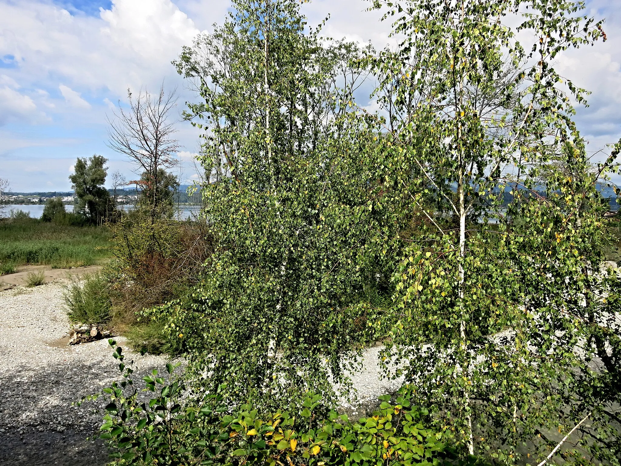 Photo showing: Aussicht vom Lachner Aahorn Turm Richtung Norden