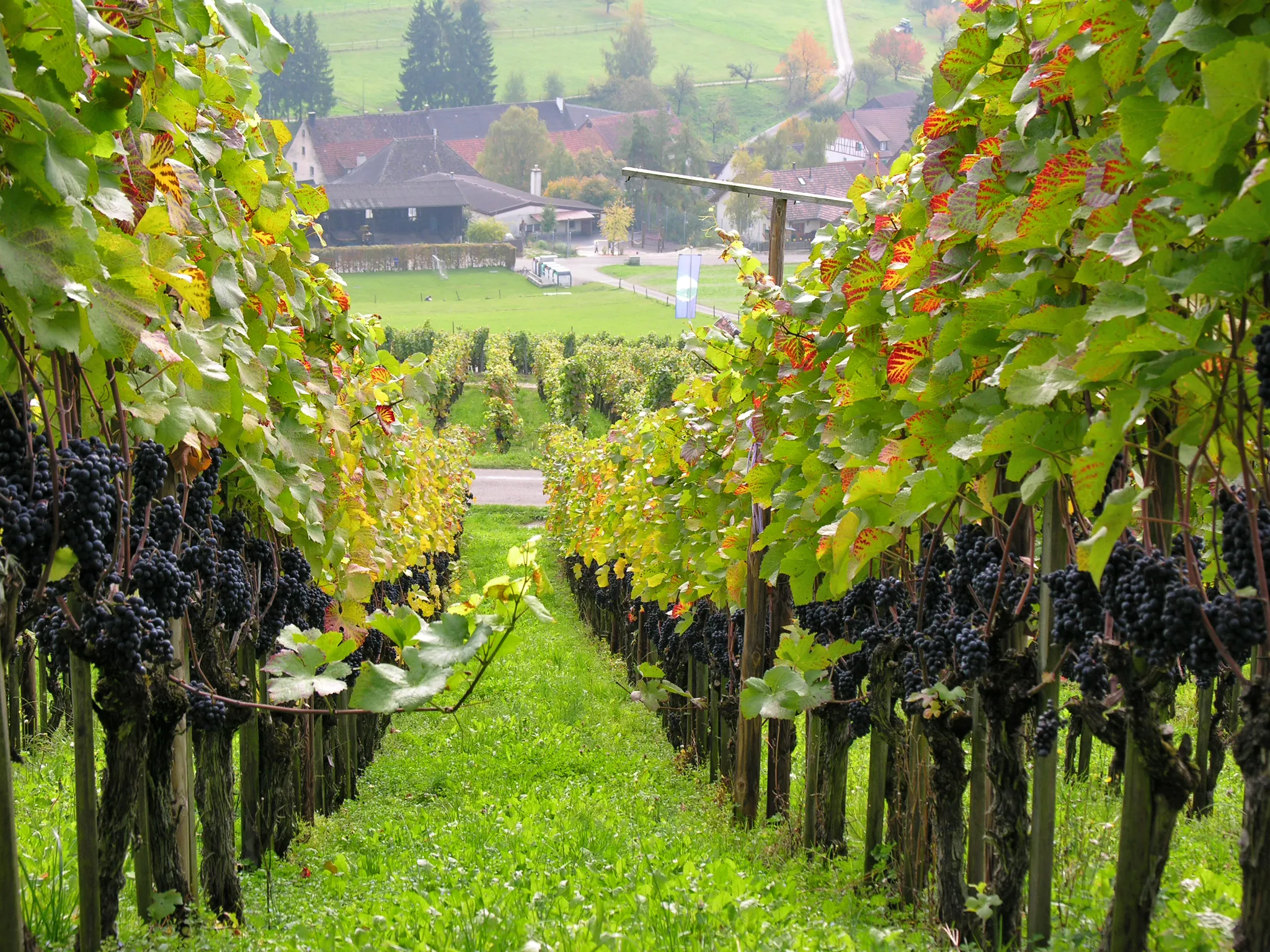 Photo showing: Switzerland, Canton of Schaffhausen, Osterfingen