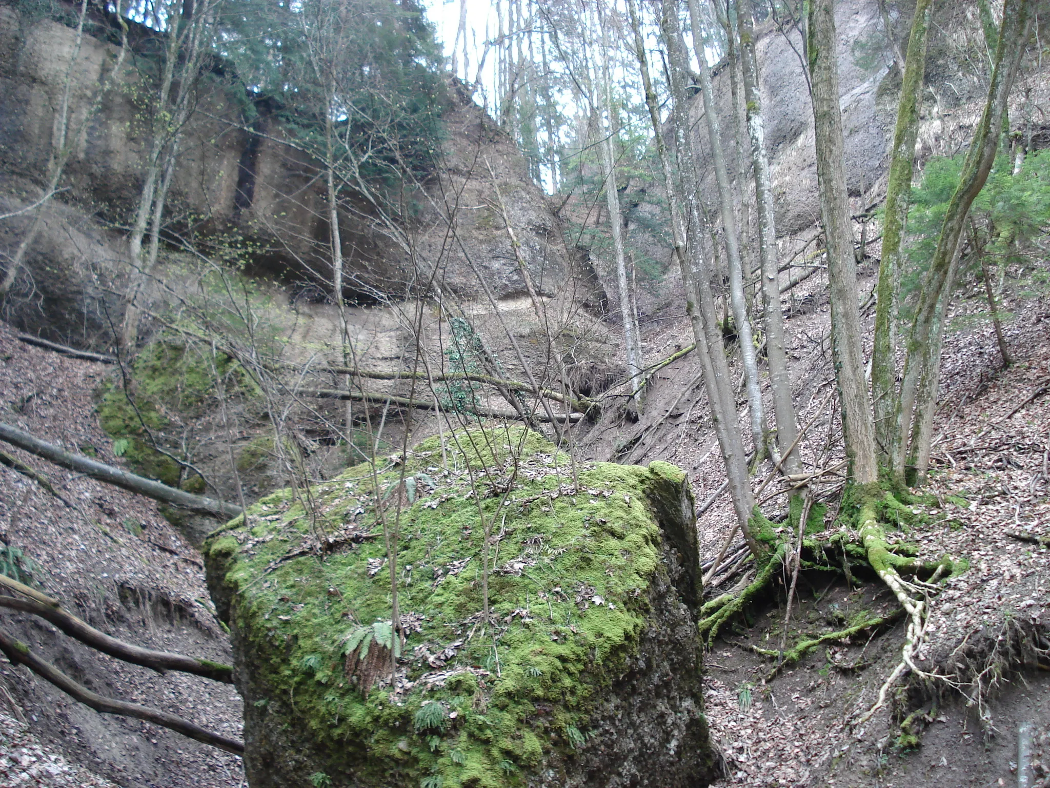 Photo showing: Tobel am Batzberg ("Nordwestcouloir") mit steilen und hohen Nagelfluhspörnen