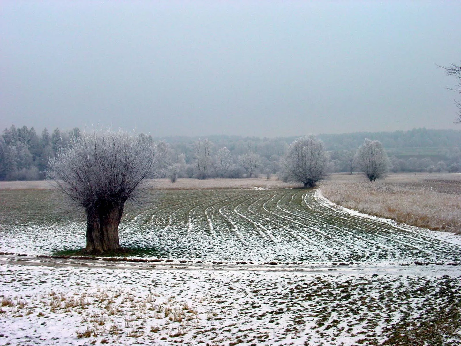 Photo showing: The flat floodplain at the confluence of the Reuss and Lorze rivers is protected as a fen Rüss-Spitz/Wannhüseren of national importance and as an amphibian spawning area Rüssspitz also of national importance.