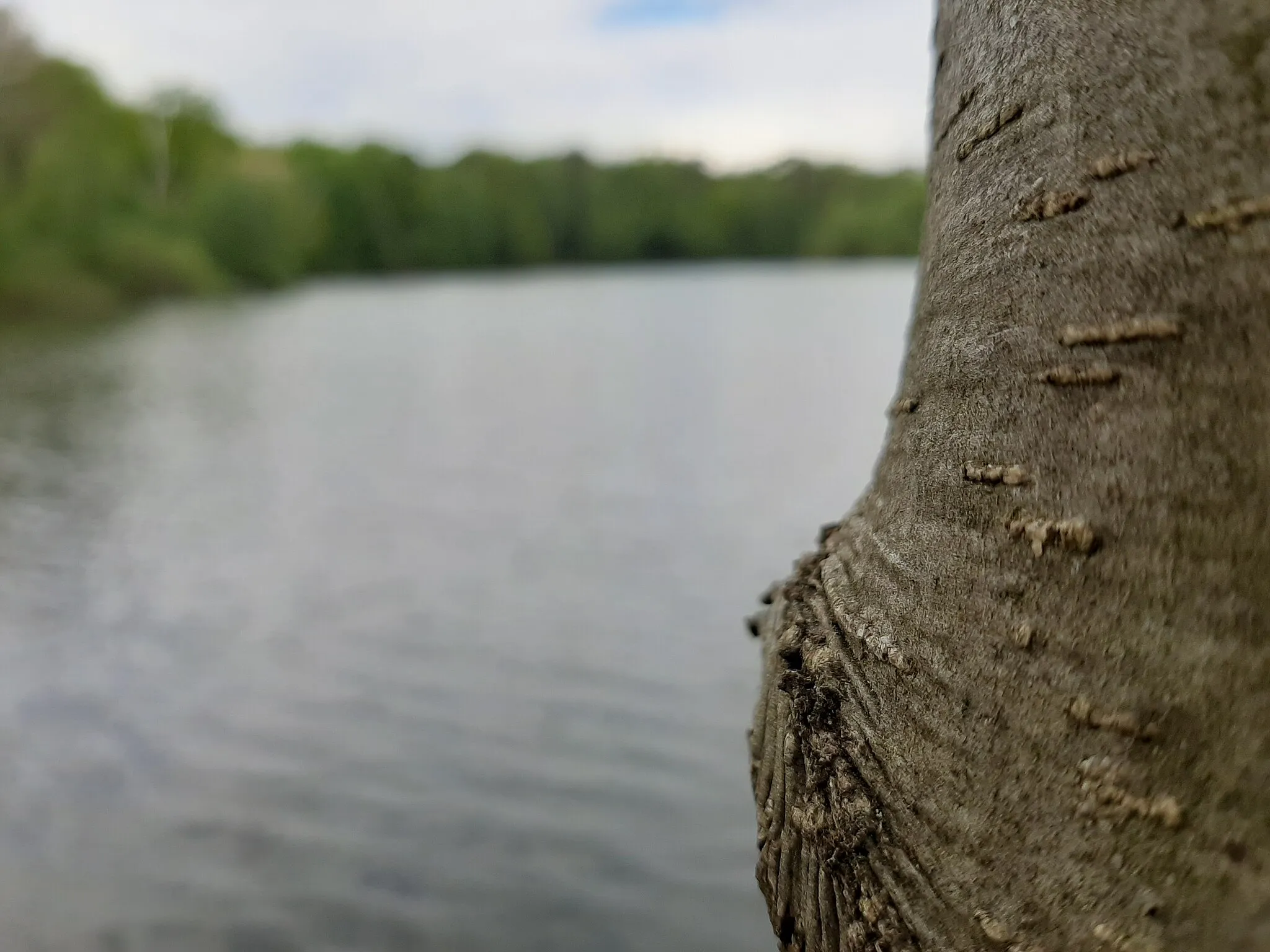 Photo showing: Mit Samsung Galaxy A50 eine Nahaufnahme eines Baumes am See gemacht.