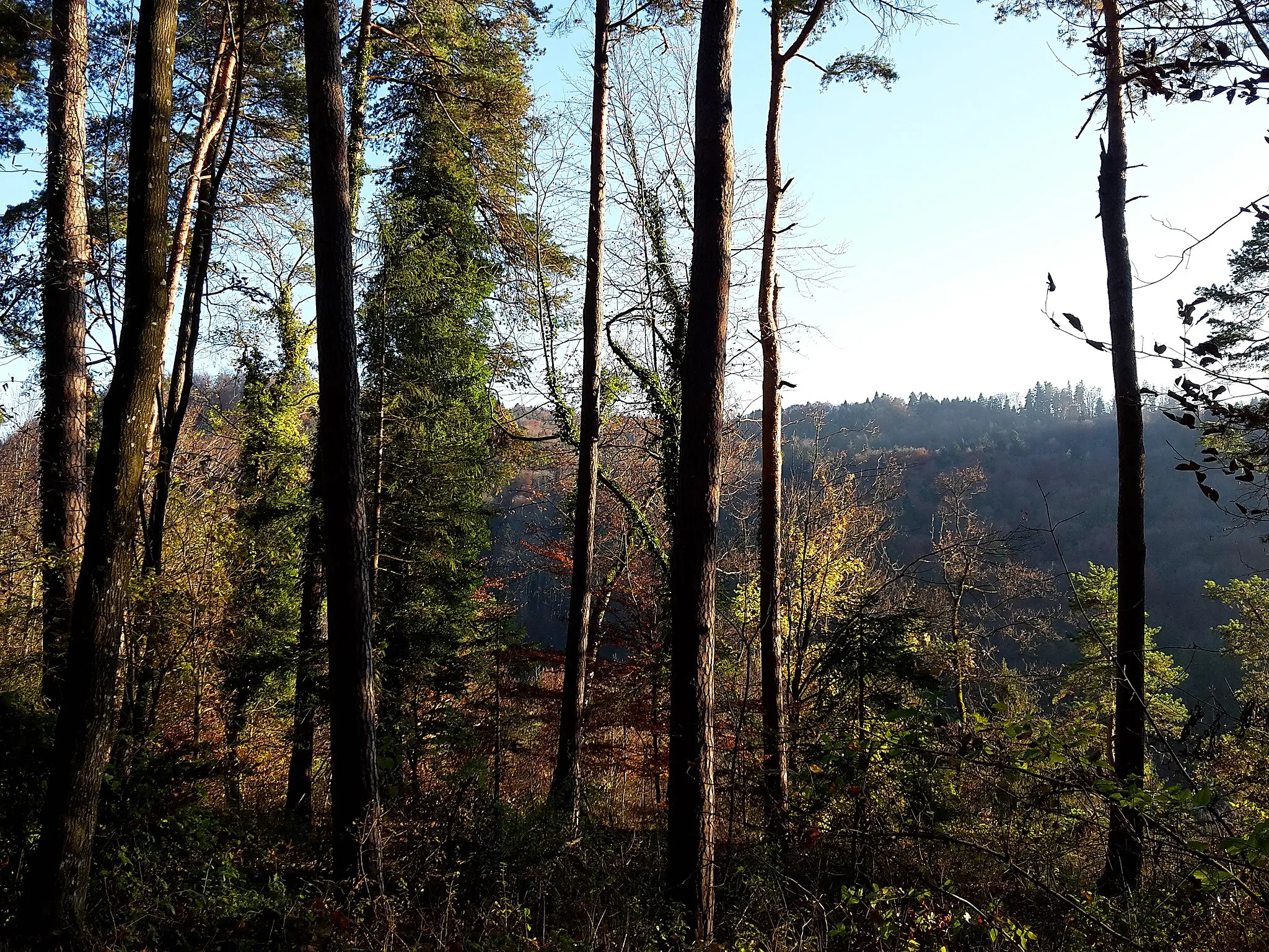 Photo showing: Blick auf den Hohbüel (linke Bildmitte) vom Pfad am Westhang des Honeret-Hügel im Waldstück Honeret