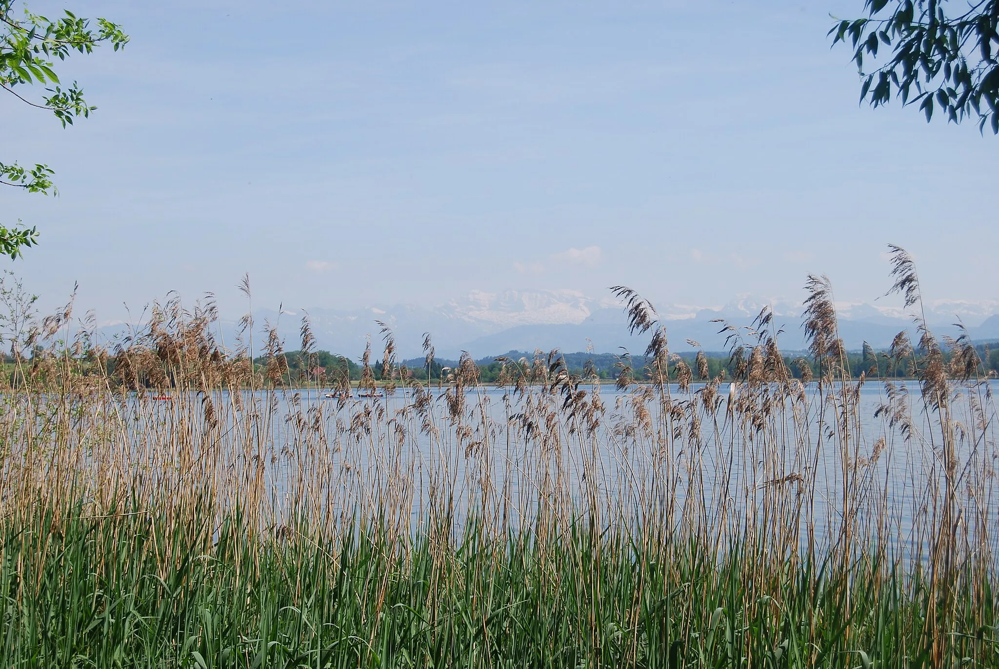 Photo showing: Cane at the lake Greifensee at Niederuster, city of Uster, canton of Zürich, Switzerland