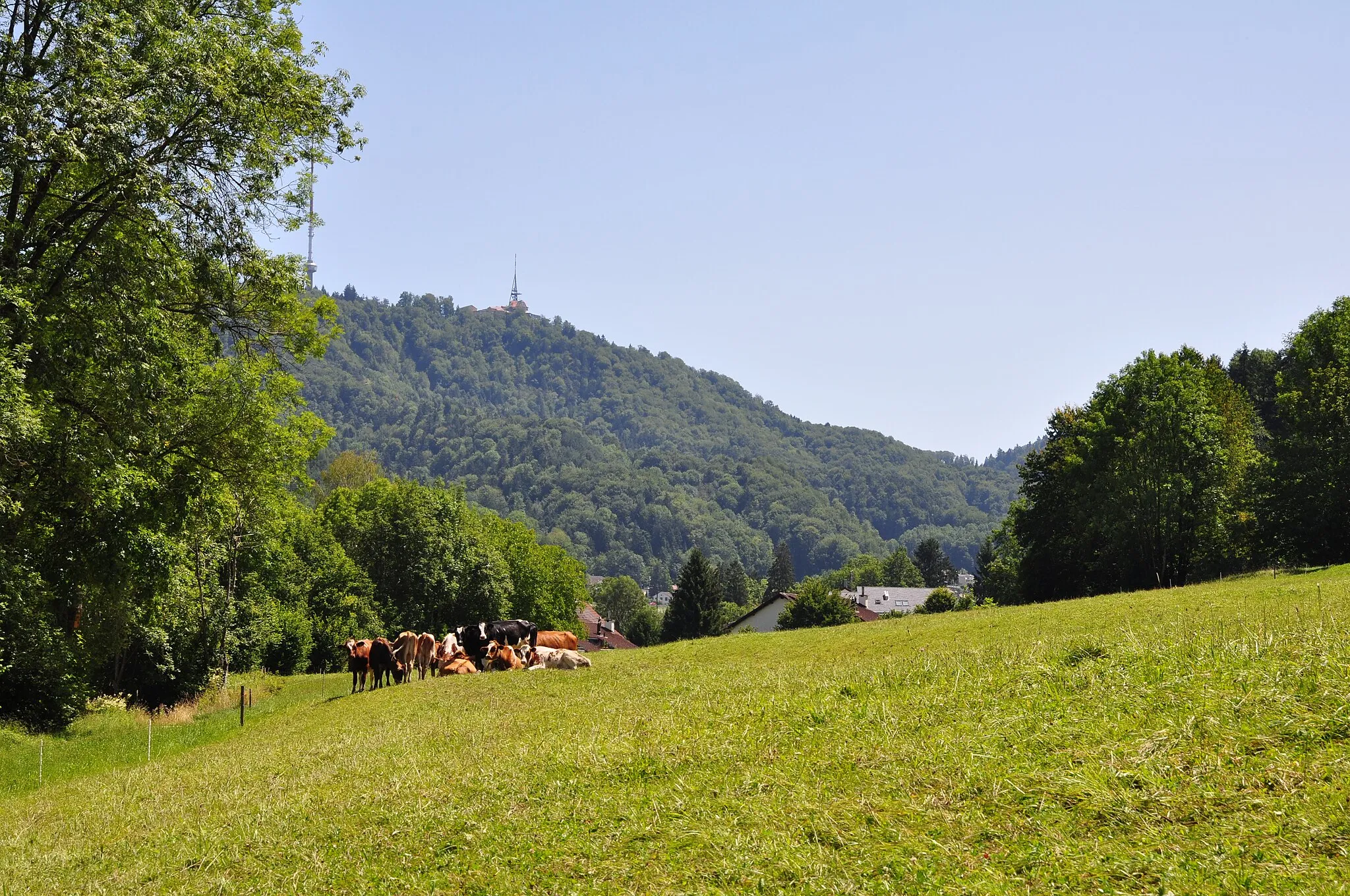 Photo showing: Landikerwiese Sicht nach üetliberg