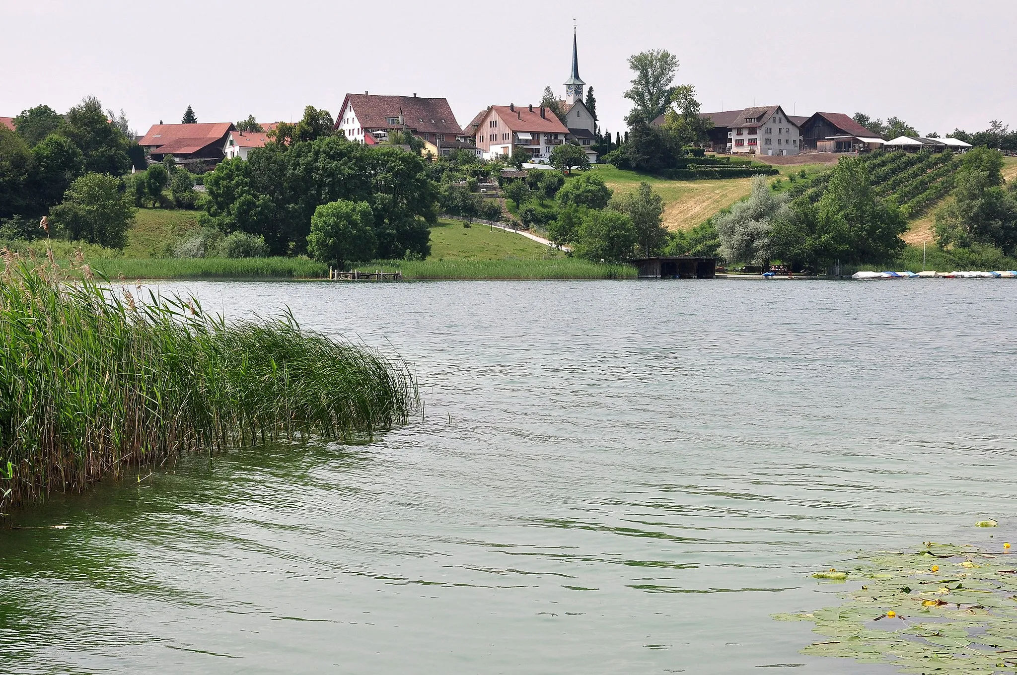 Photo showing: Der Pfäffikersee bei Irgenhausen (Pfäffikon), Seegräben im Hintergrund.