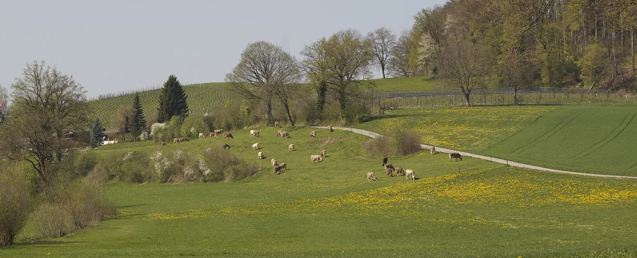 Photo showing: Blick vom Linggisbühl über Rinderweid an der Alten Lindauerstraß; links im Hindergrunde Rebberg Looren.