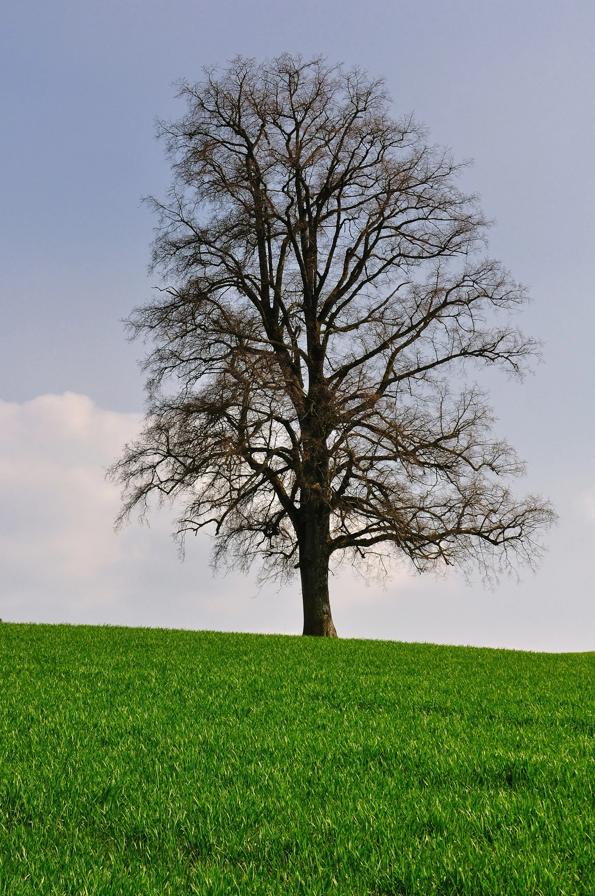 Photo showing: Switzerland, Canton of Zürich, tree near Ossingen