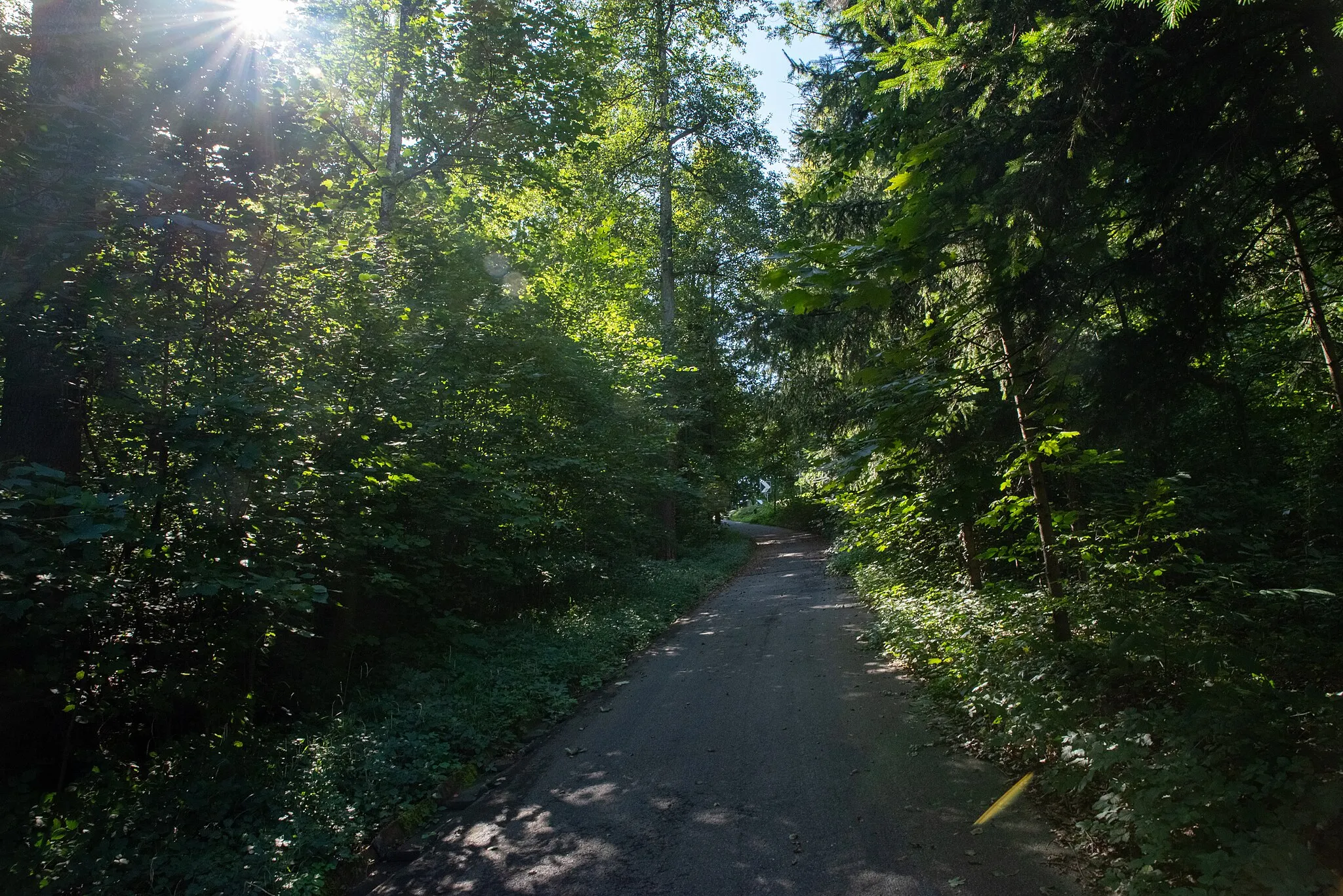 Photo showing: A pedestrian road in the middle of a forest, with the sun shining through the trees on the left and making a few lens flares on the picture