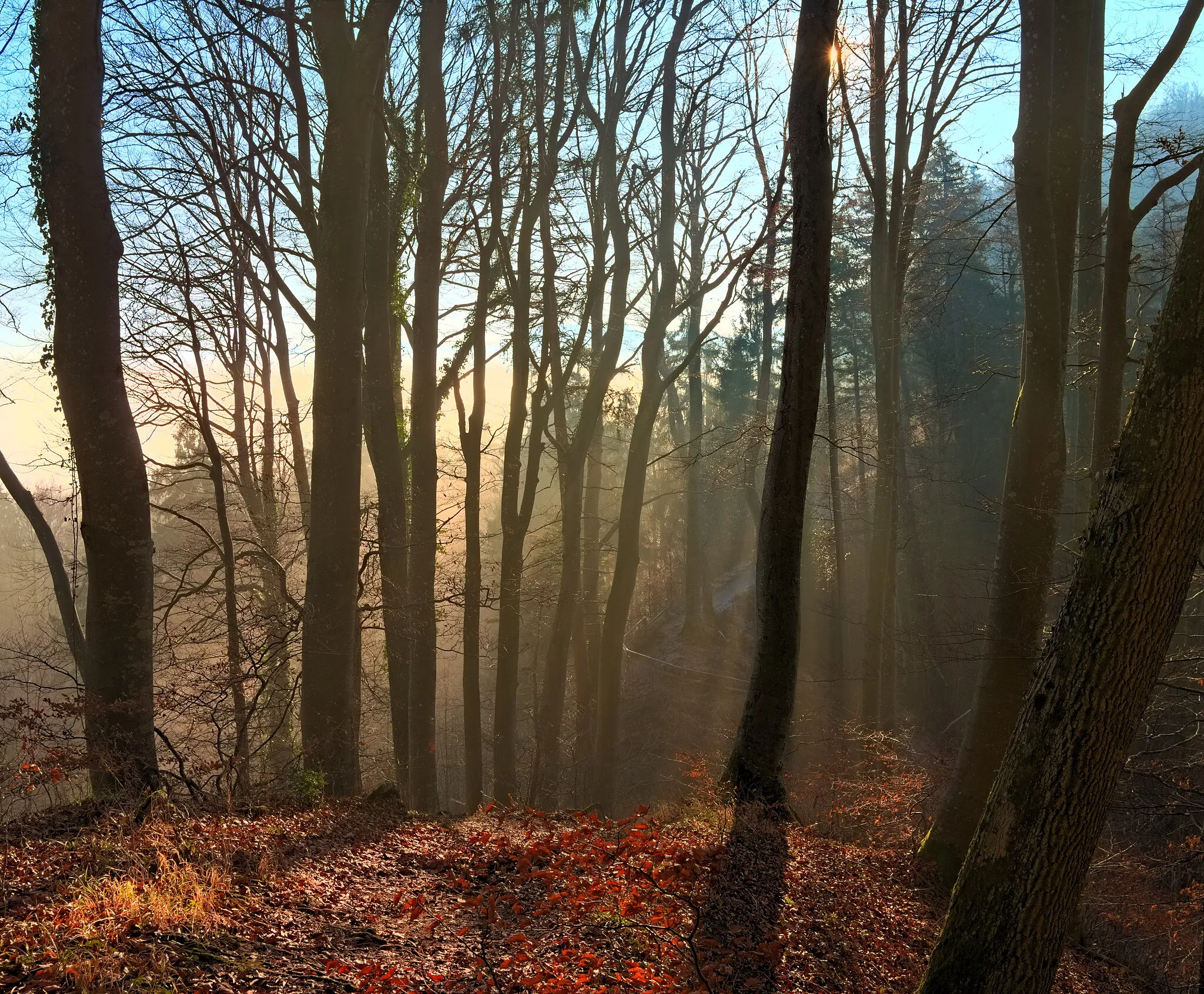 Photo showing: Rays of sunlight on a foggy morning in Sihlwald on the path leading to Schnabelburg.