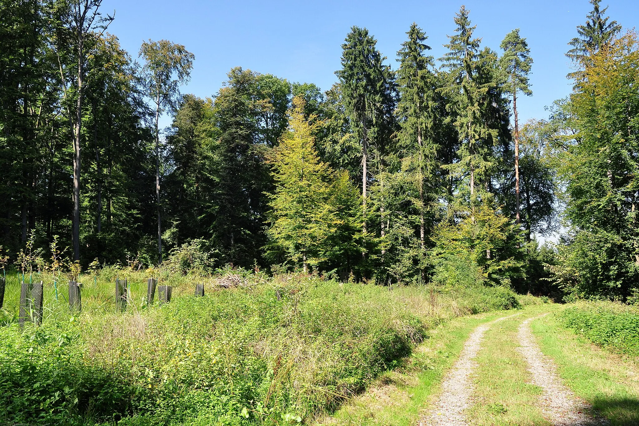 Photo showing: Rhinsberg, spätbronzezeitliche Höhensiedlung / neuzeitliche Hochwacht in Eglisau (Switzerland)