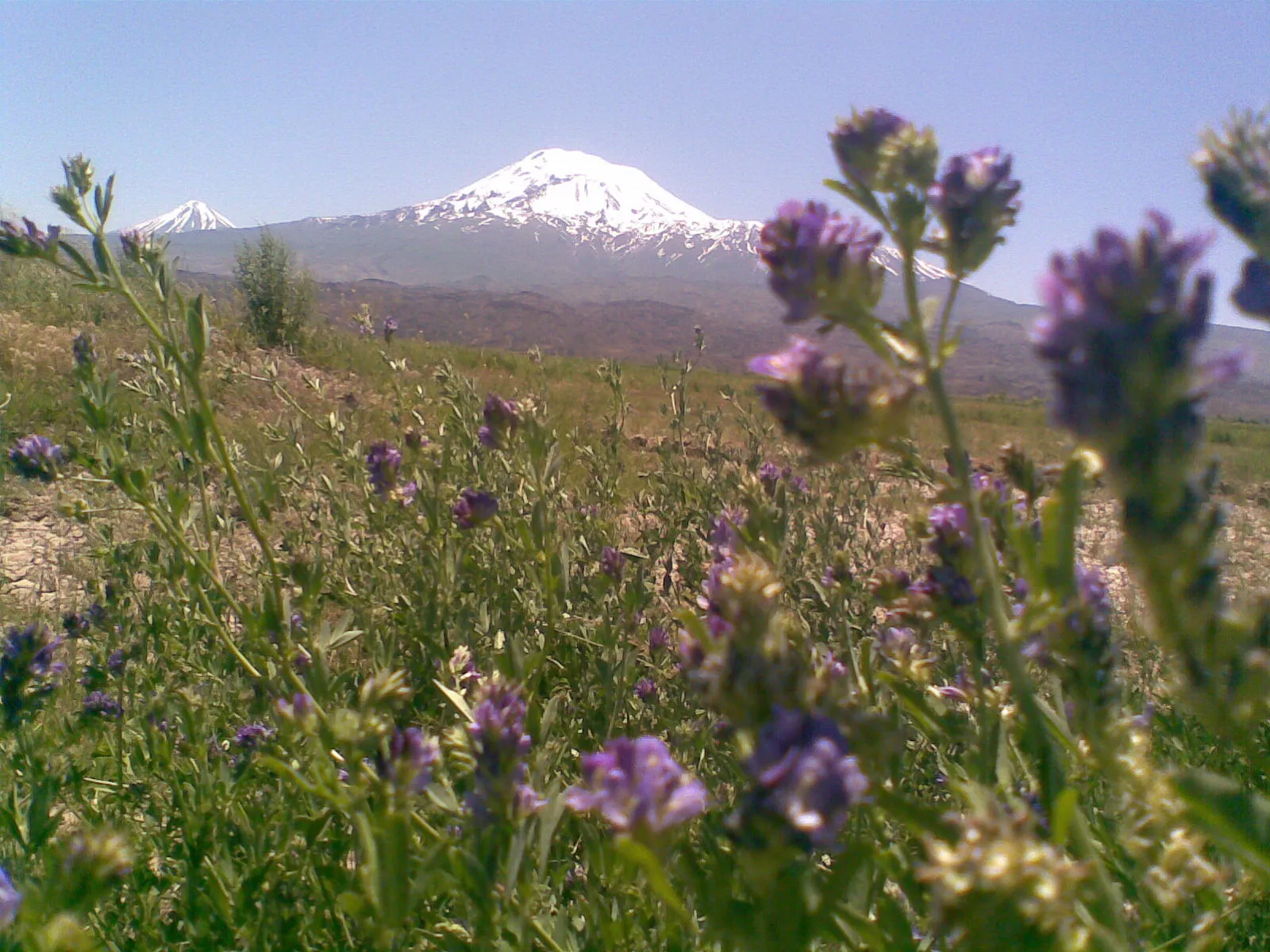 Photo showing: 2010 yılında bizzat Ağrı Dağı'nın aşağı Bulakbaşı Köyünden kendi çekimim.