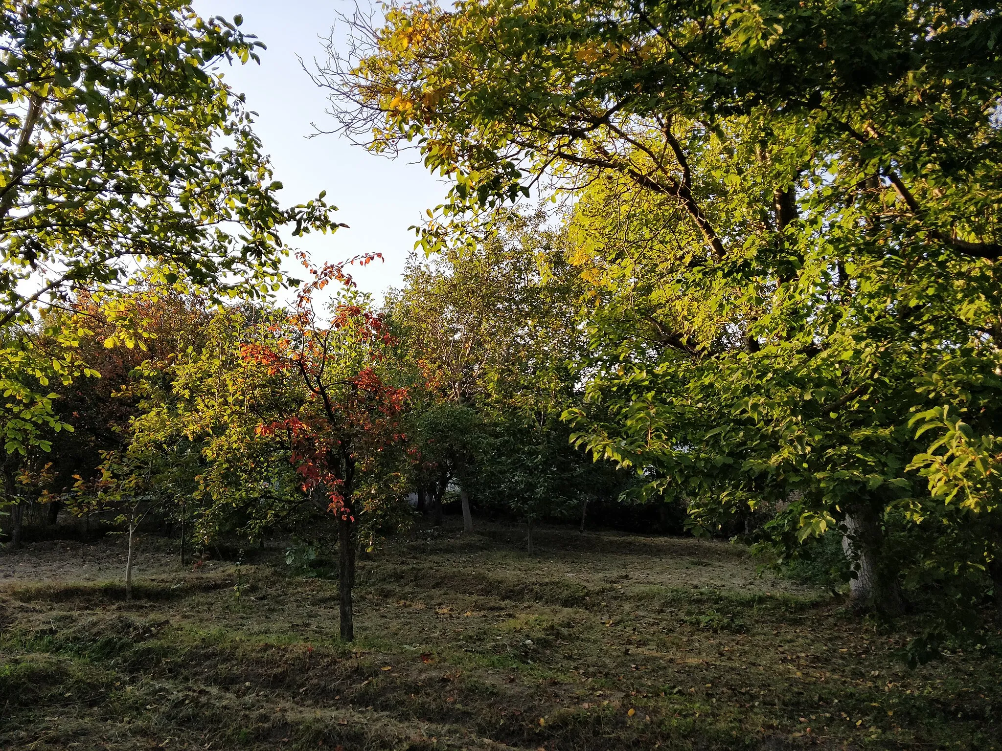 Photo showing: Tosya ilçesi Hasanarkı mevkisinde bir meyve bahçesi