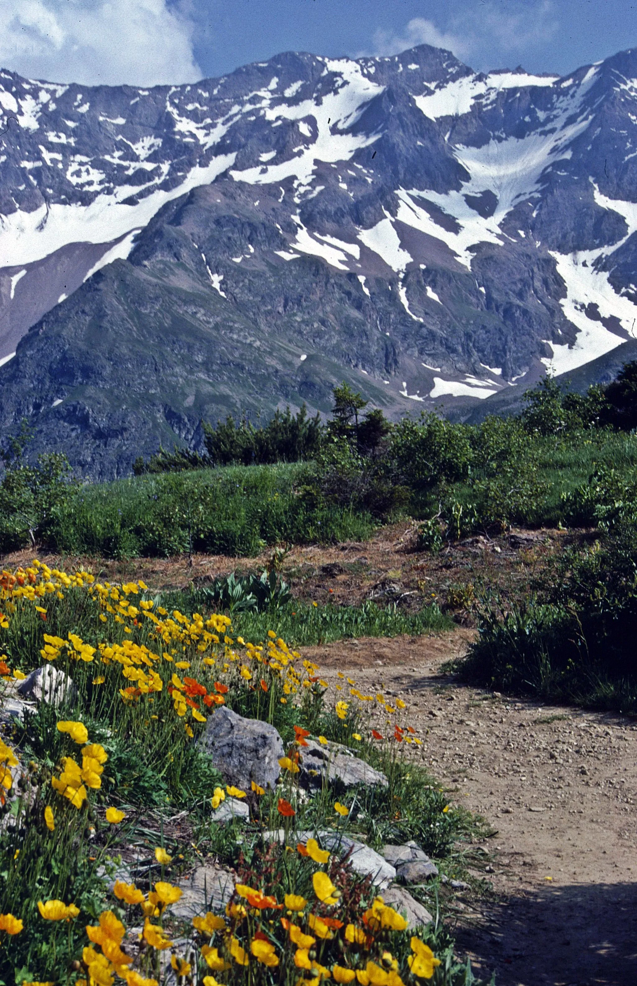 Photo showing: Alpingarten auf dem Col du Lautaret