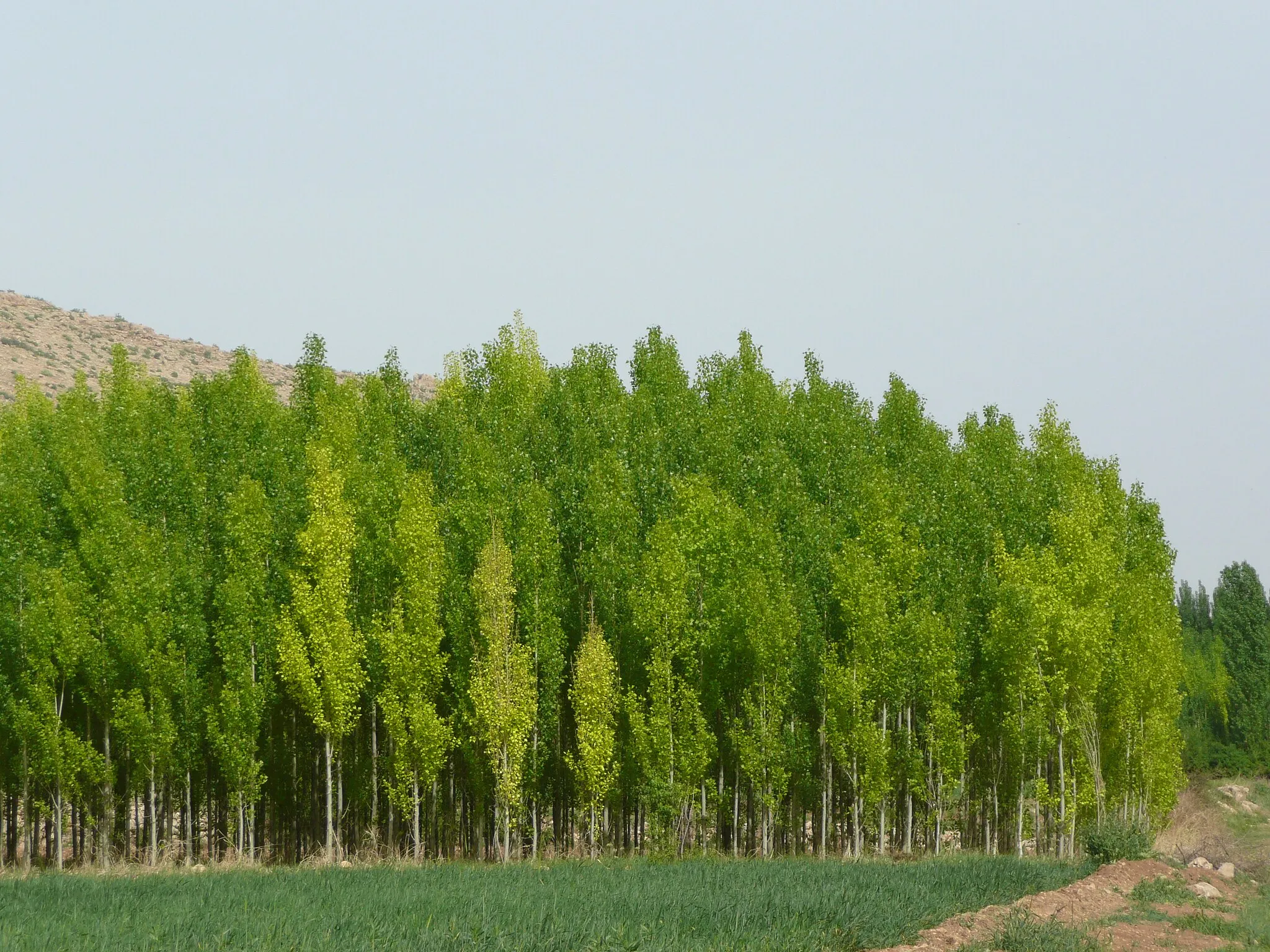 Photo showing: Photographs from Killit, Savur, Mardin, Turkey