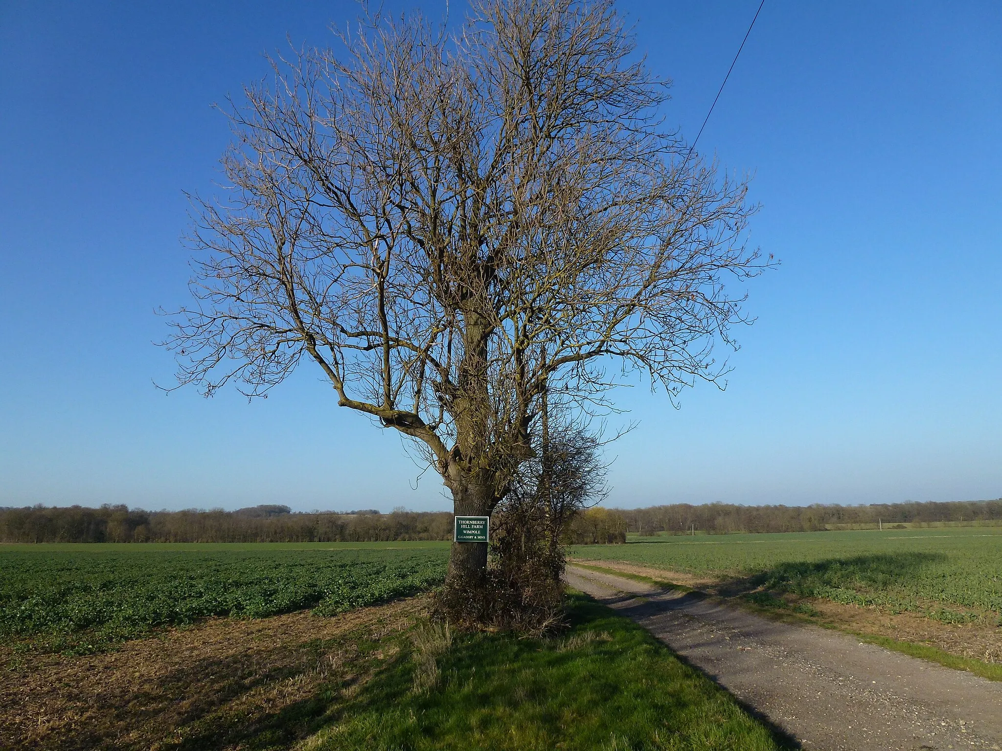 Photo showing: Drive to Thornberry Hill Farm, Old Wimpole