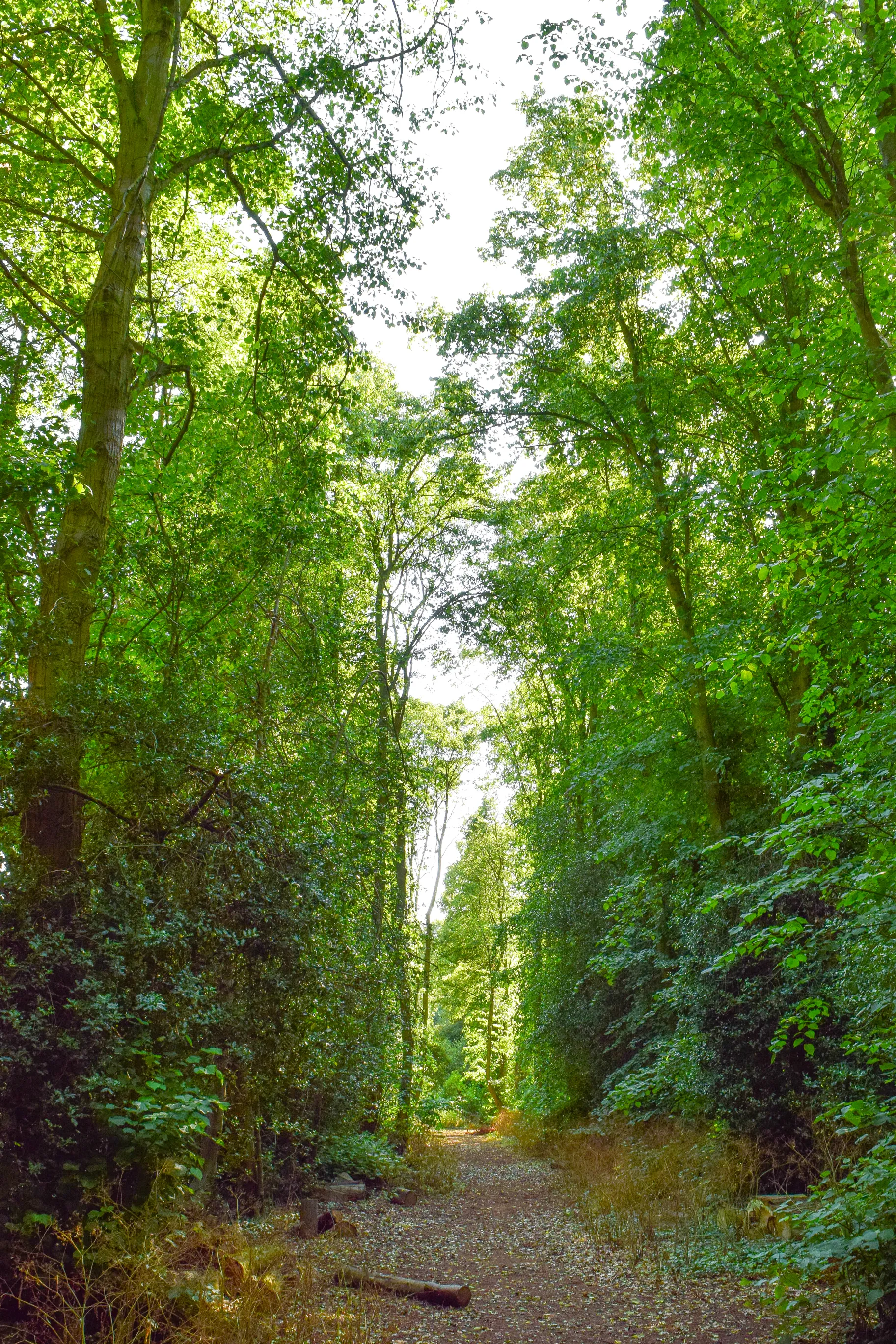 Photo showing: An avenue of Lime trees estimated to be over 300 years old line Holly Walk in the Finedon Pocket Park