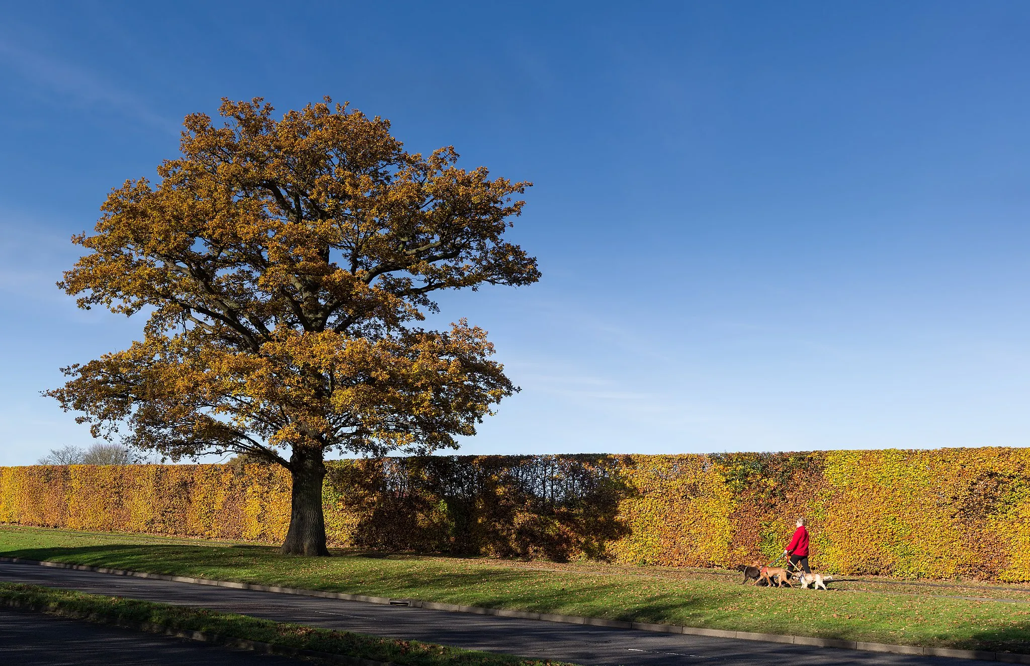 Photo showing: An oak tree and tall hedge show autumn colours. Broadhall Way in Stevenage is a dual carriageway road with cycle path alongside. A young lady is walking with four dogs. The image was taken with a 50mm lens; f8; 1/200 s; ISO 100 and is composed of 24 landscape shots in four rows stitched together using Hugin and blended with Smartblend and Photoshop.