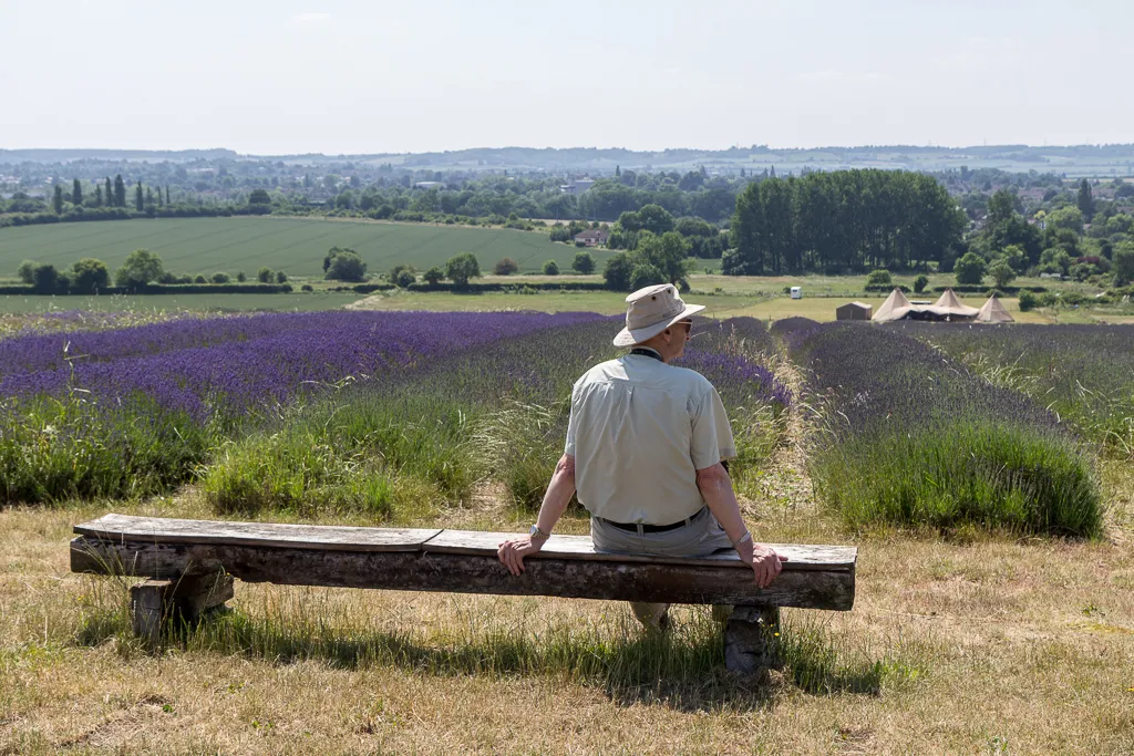 Photo showing: A Welcome Break, Cadwell Farm, Hitchin Lavender, Hertfordshire