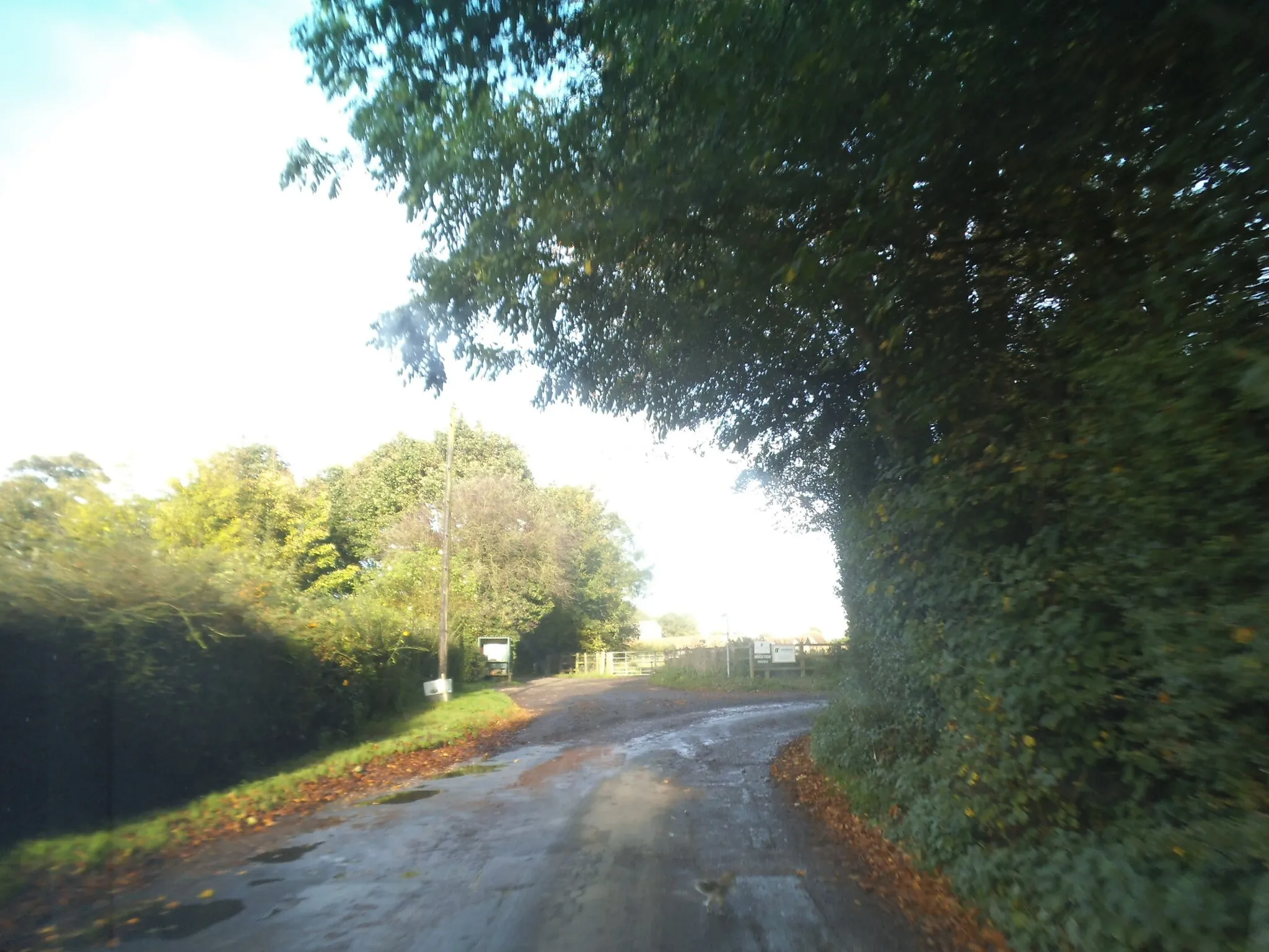 Photo showing: Bend on Back Lane, Graveley
