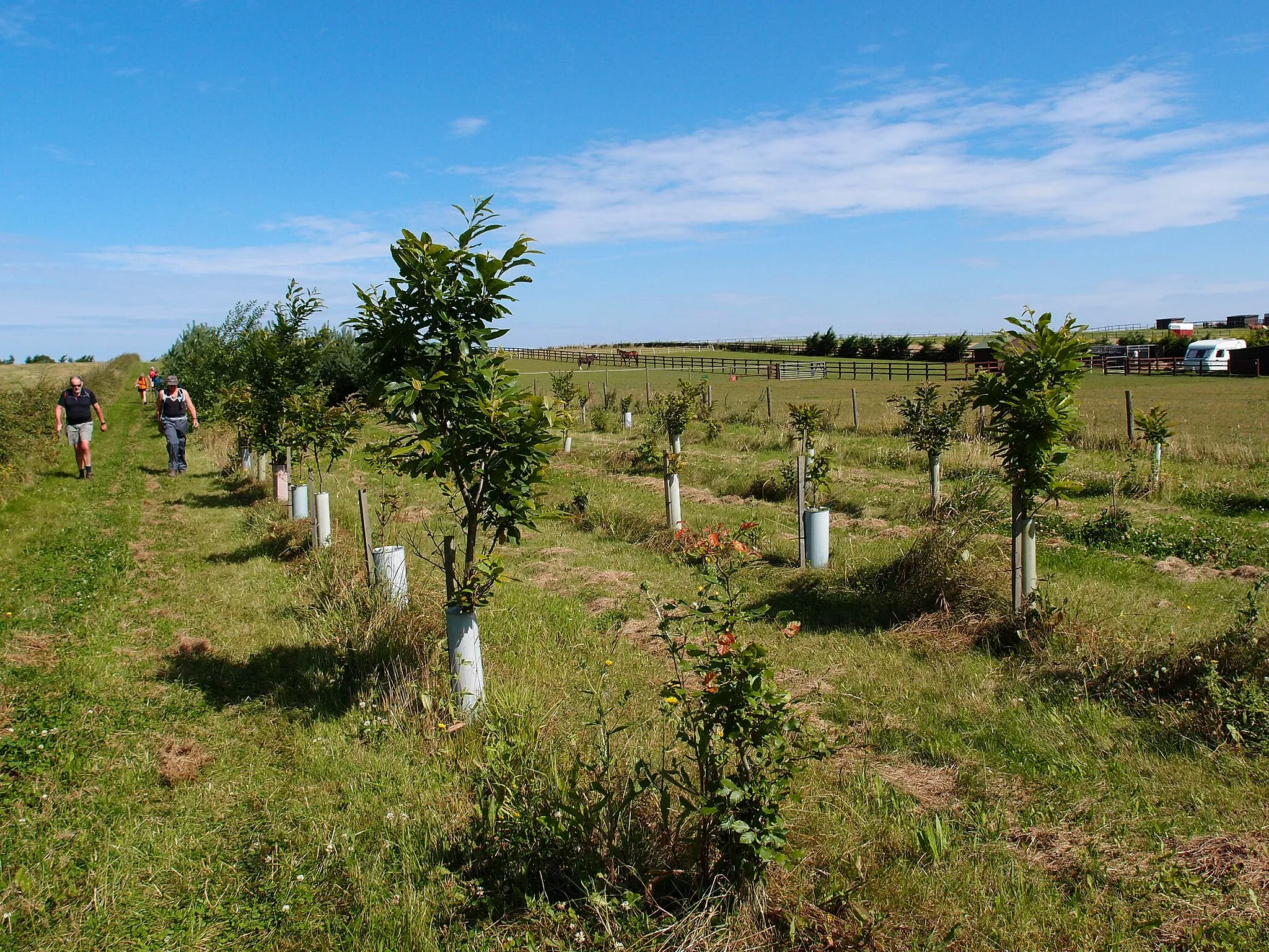 Photo showing: A new plantation