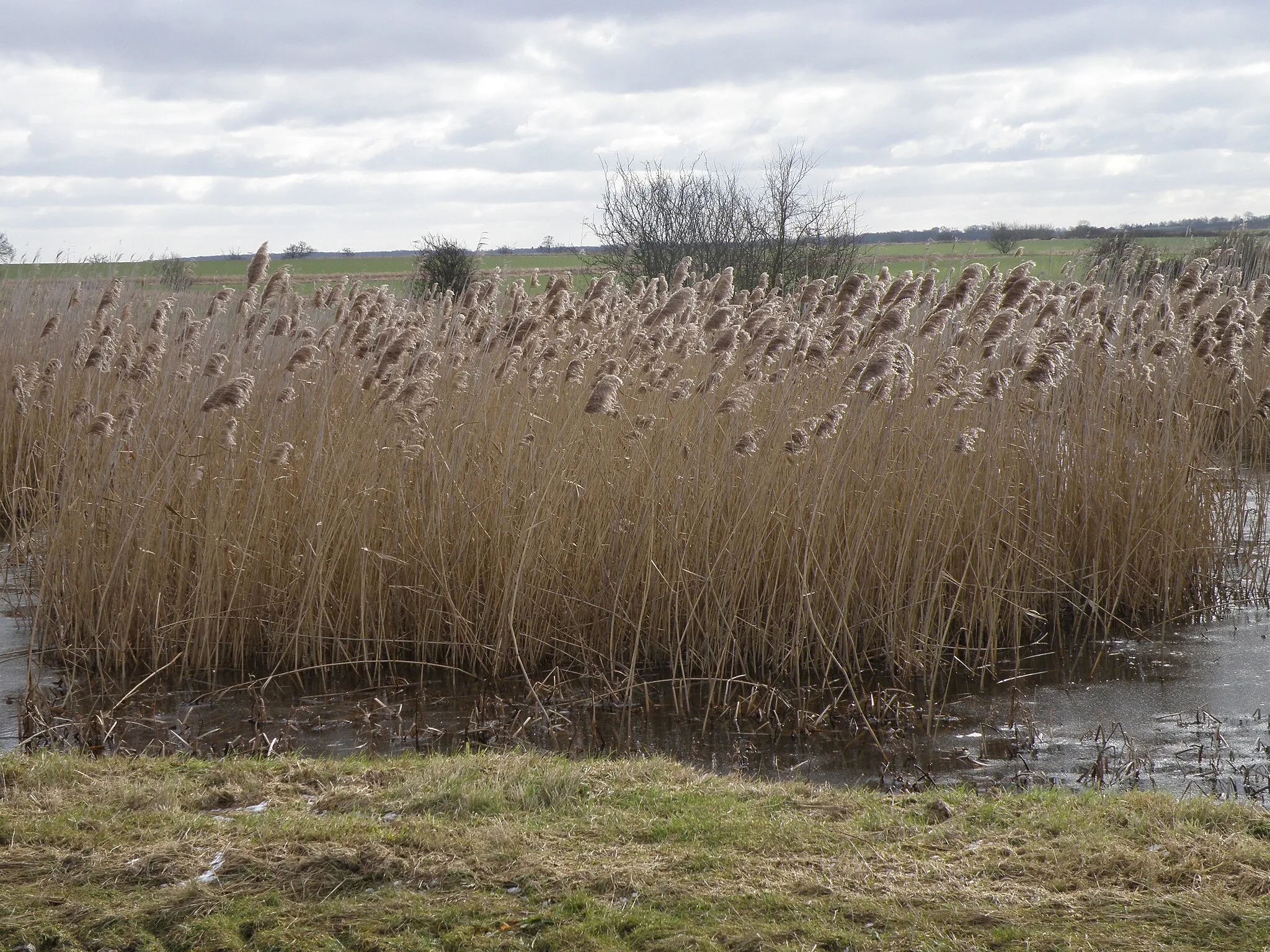 Photo showing: A  large pond with reeds near Higney wood The footpath that wanders through Woodwalton fen is devoid of any signage which is mildly surprising as public money is being invested in the Great Fen Project http://www.greatfen.org.uk/