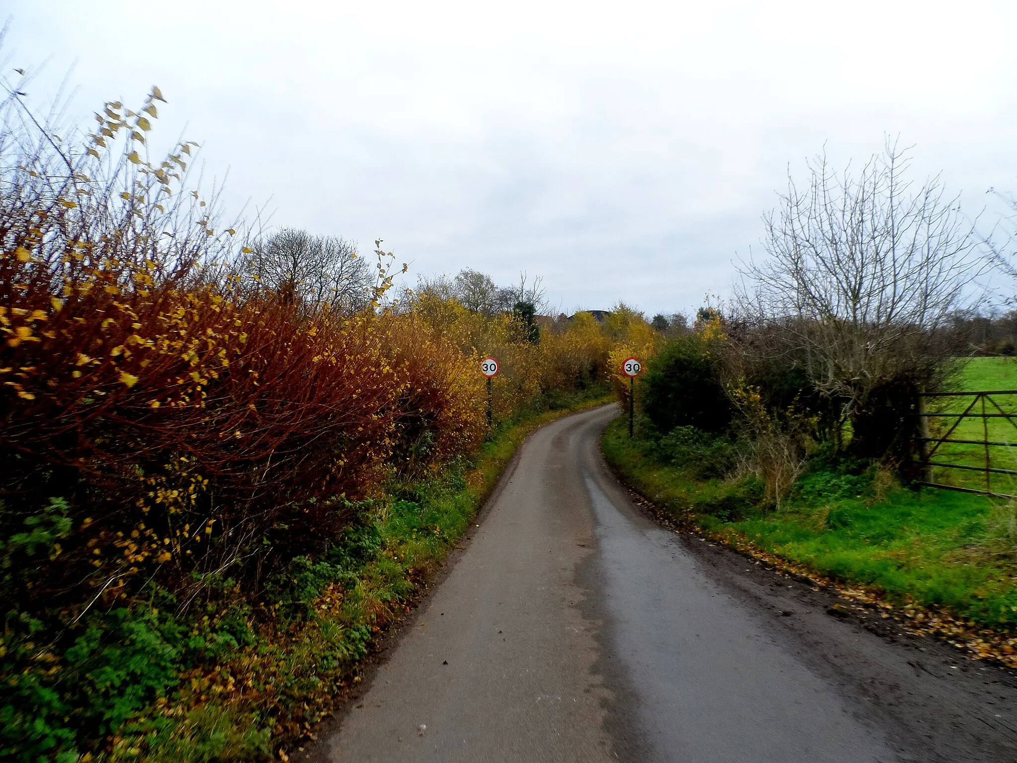 Photo showing: Autumn colours in hedgerow, Rowney Lane, Sacombe Green