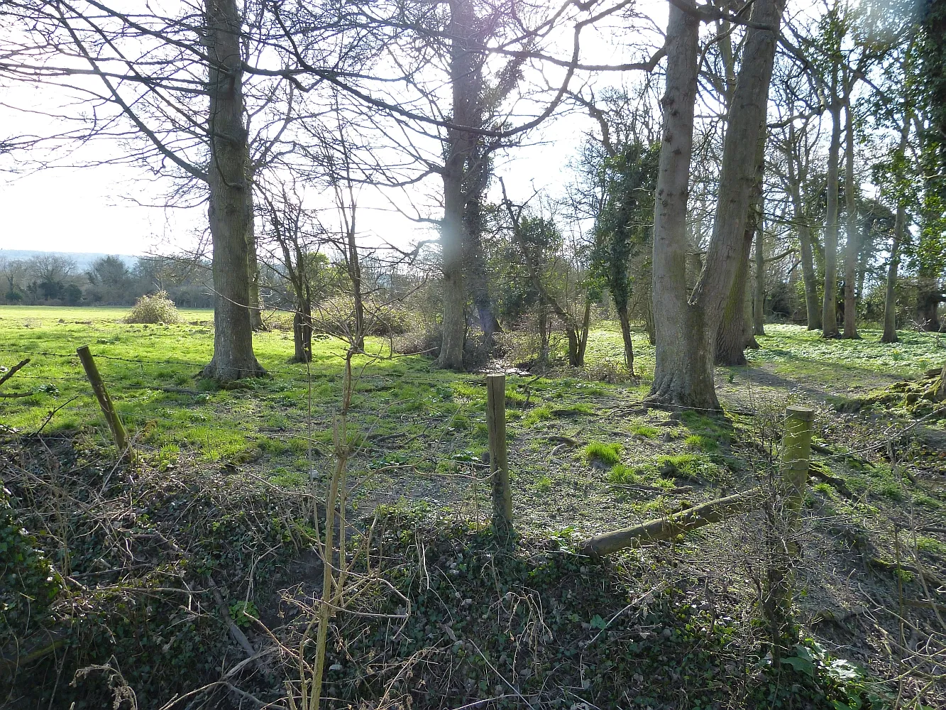 Photo showing: Trees by former fish ponds, Drayton Beauchamp