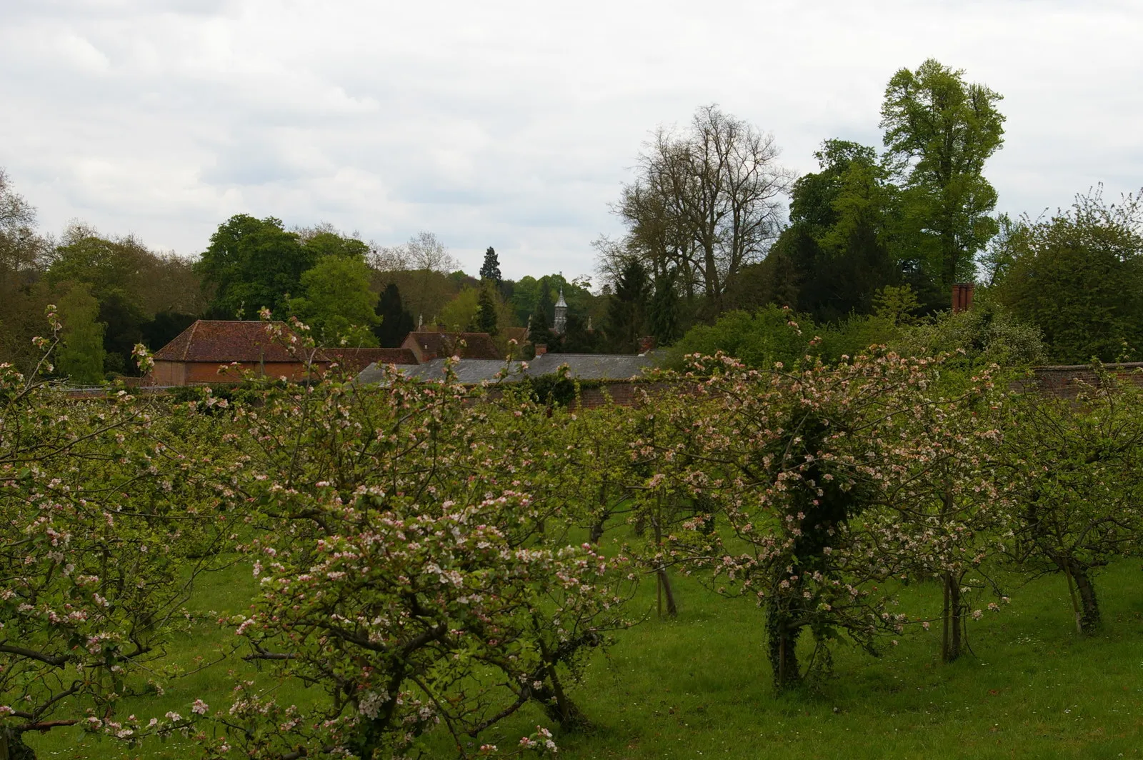 Photo showing: Apple orchard, Audley End