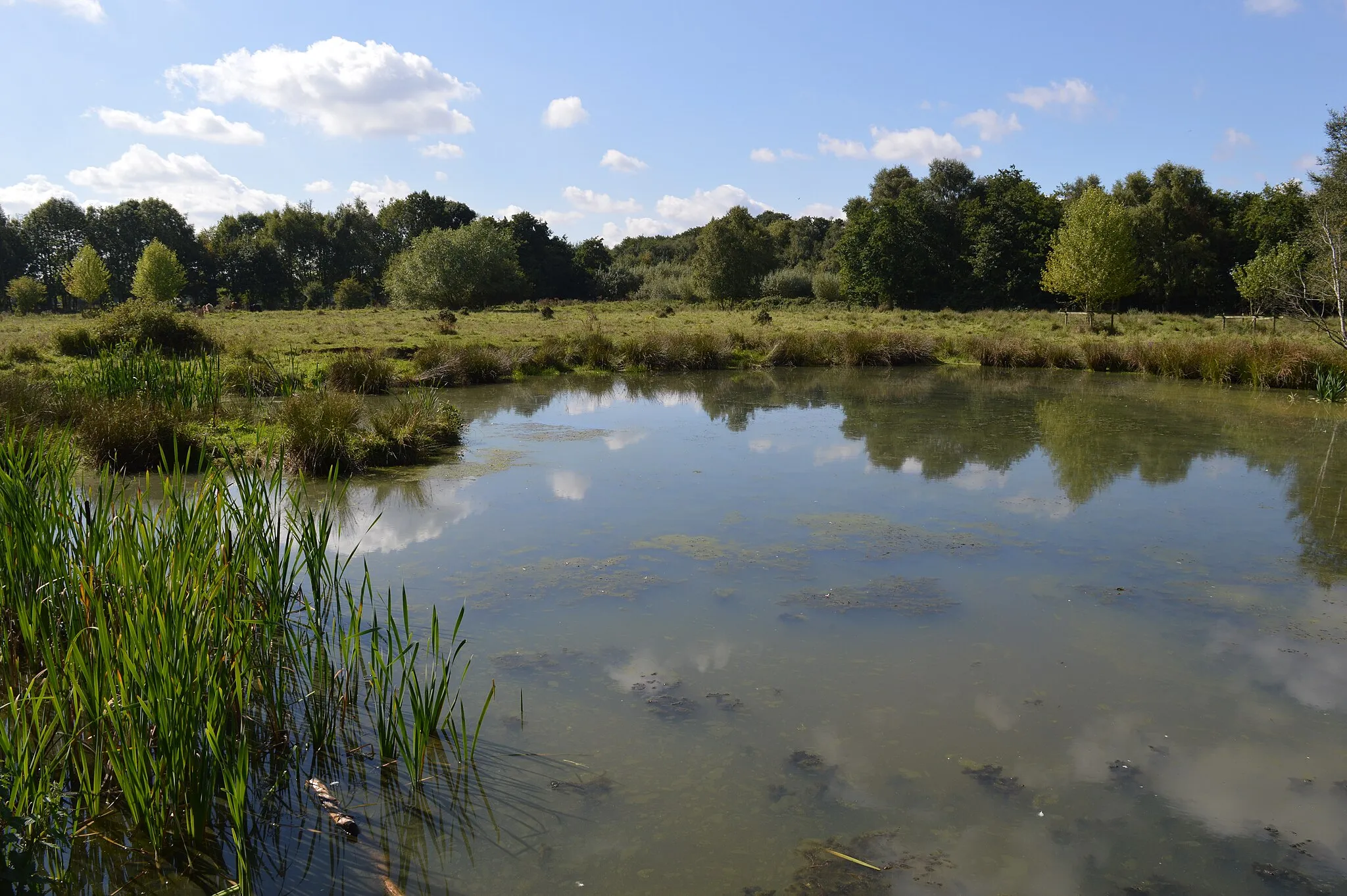 Photo showing: Flittton Moor, a Local Nature Reserve in Flitton in Bedfordshire