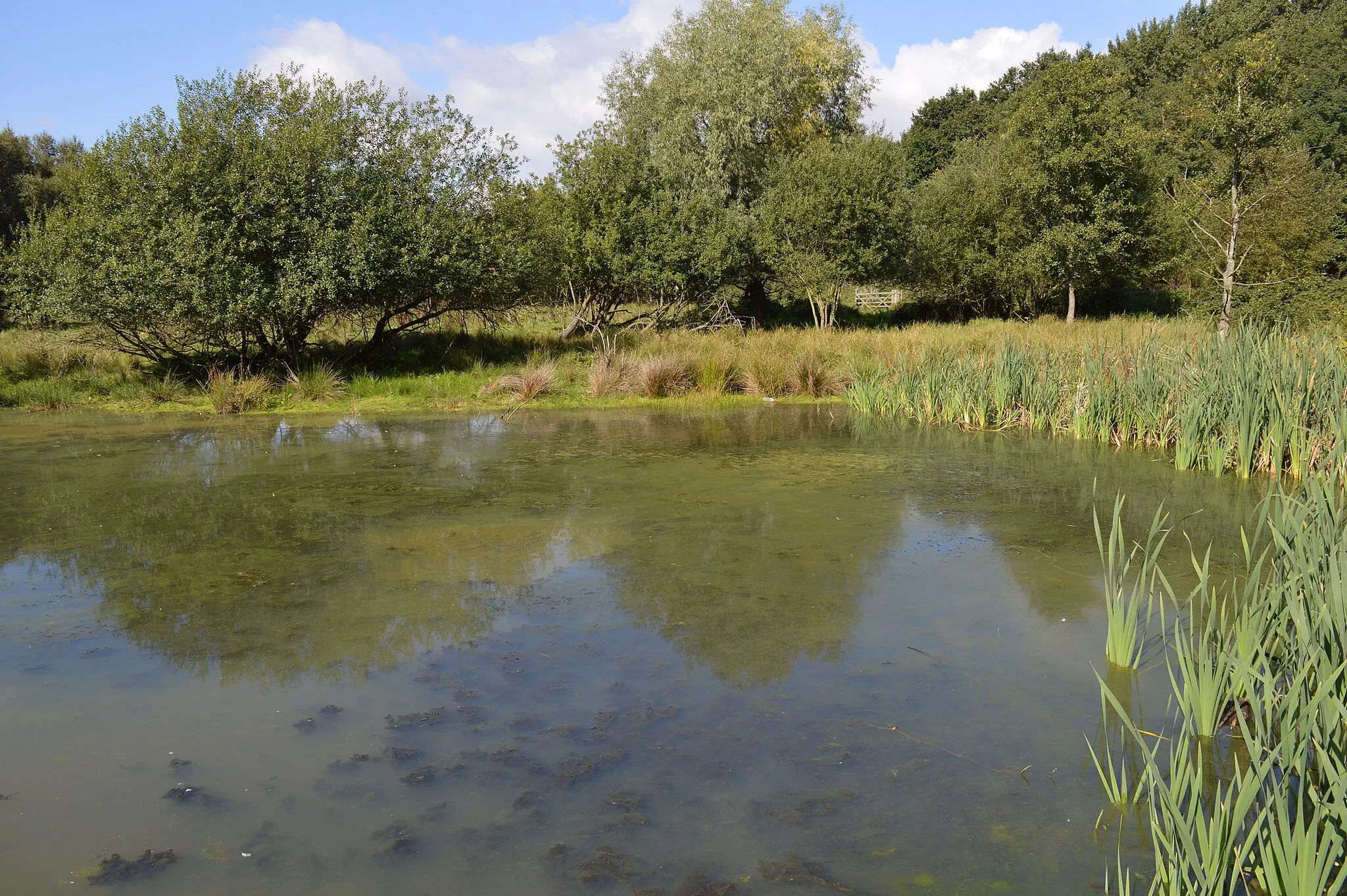 Photo showing: Flittton Moor, a Local Nature Reserve in Flitton in Bedfordshire