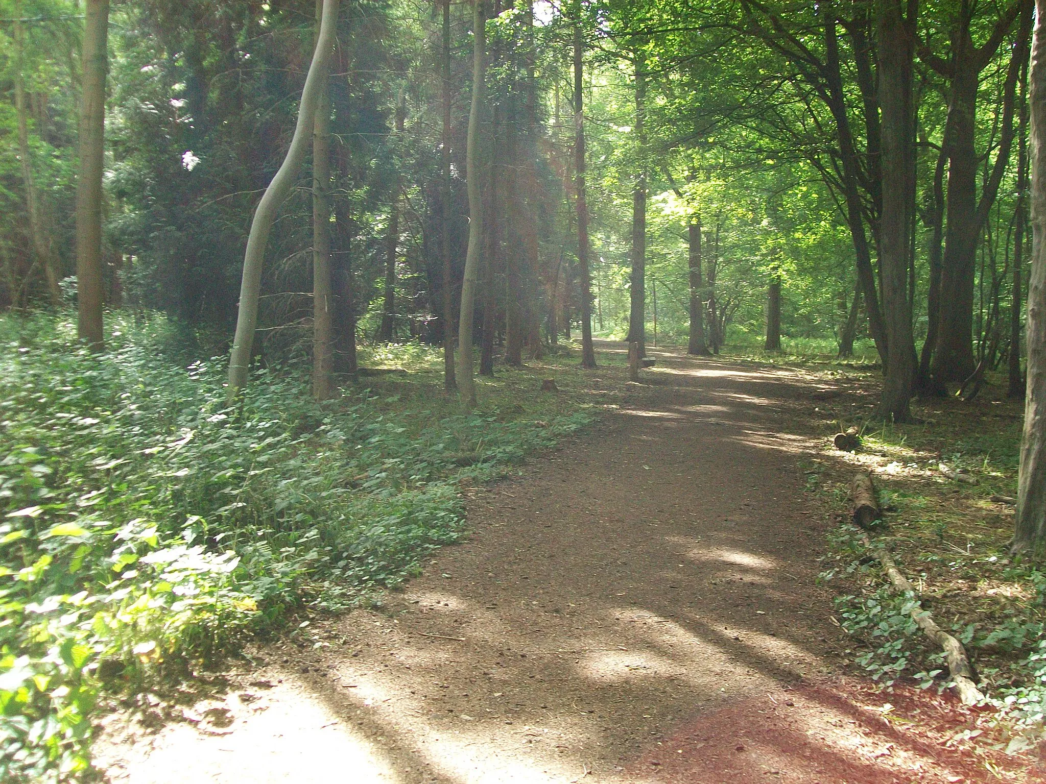 Photo showing: Part of Great Ashby Woodland Walk. I kind of like what the sunlight did here.