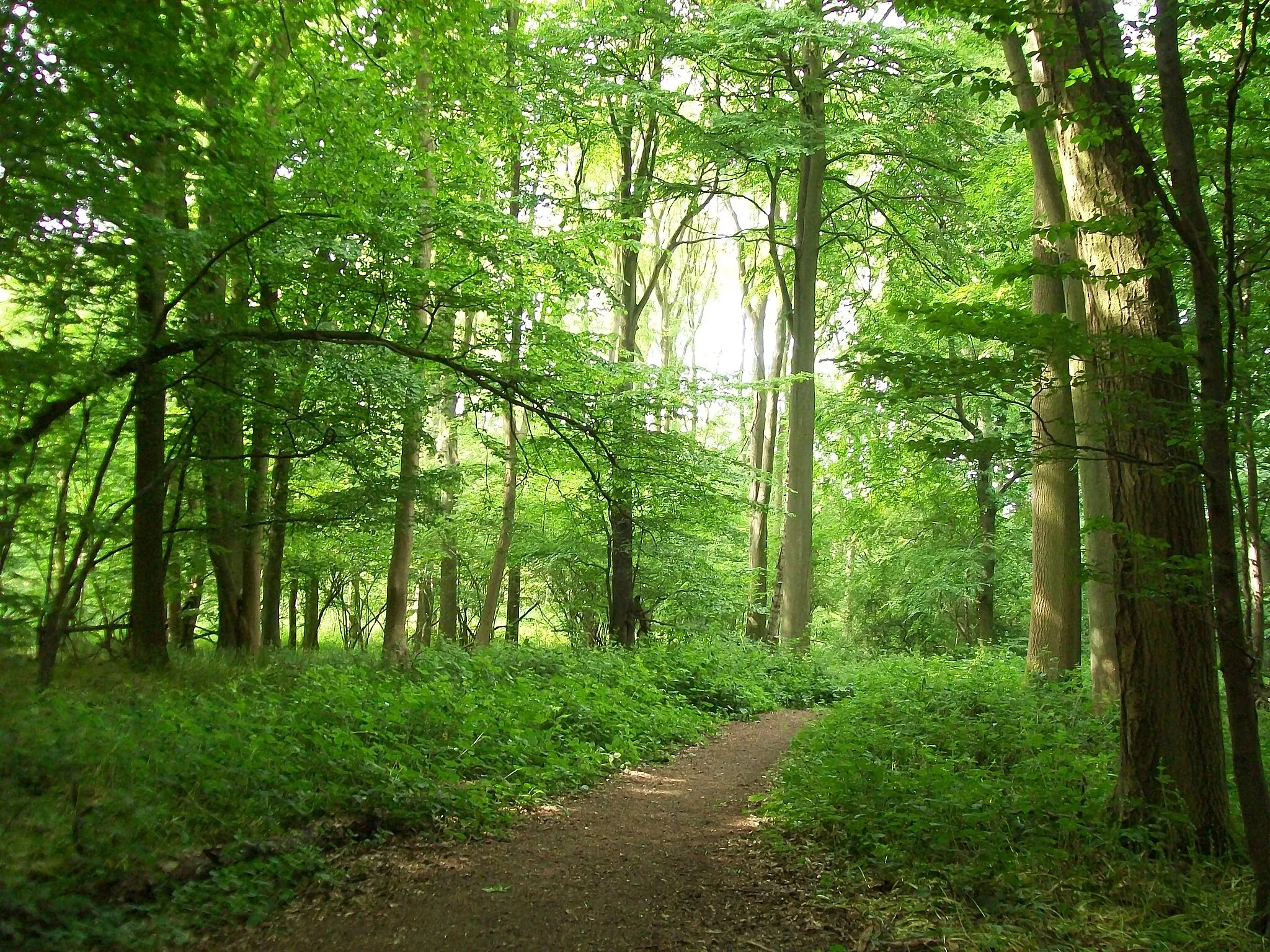 Photo showing: Part of Great Ashby Woodland Walk