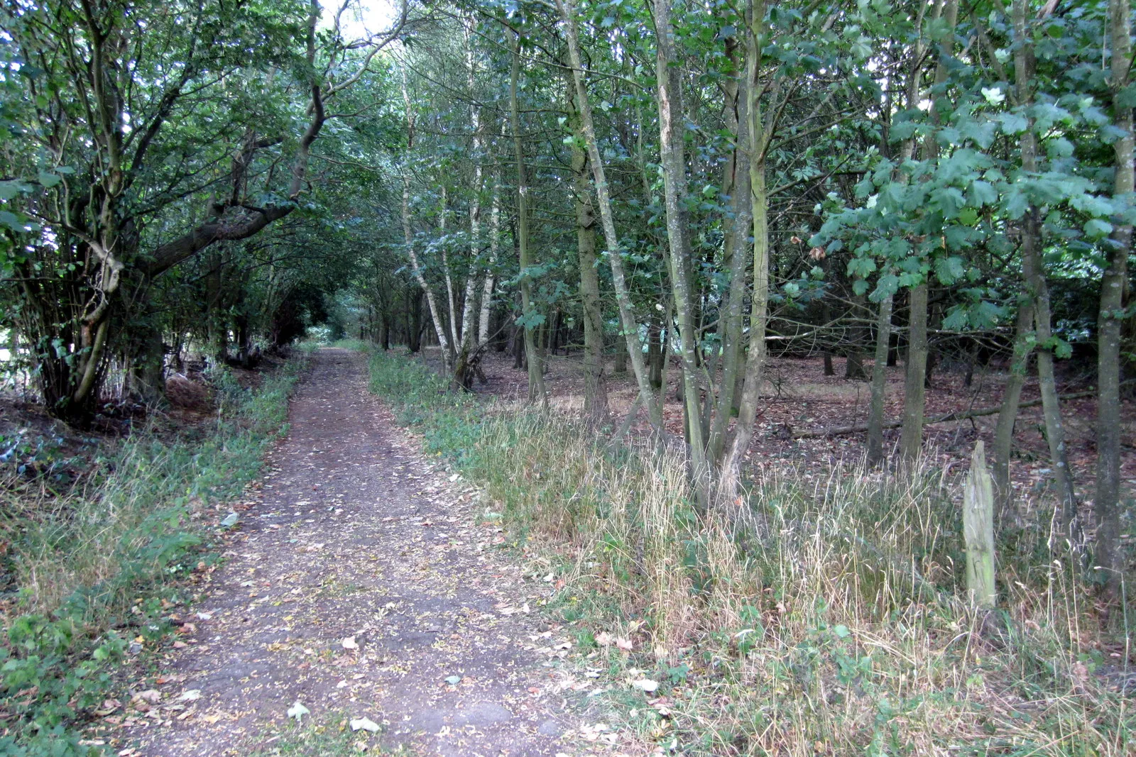 Photo showing: Bridleway in Briar Stockings