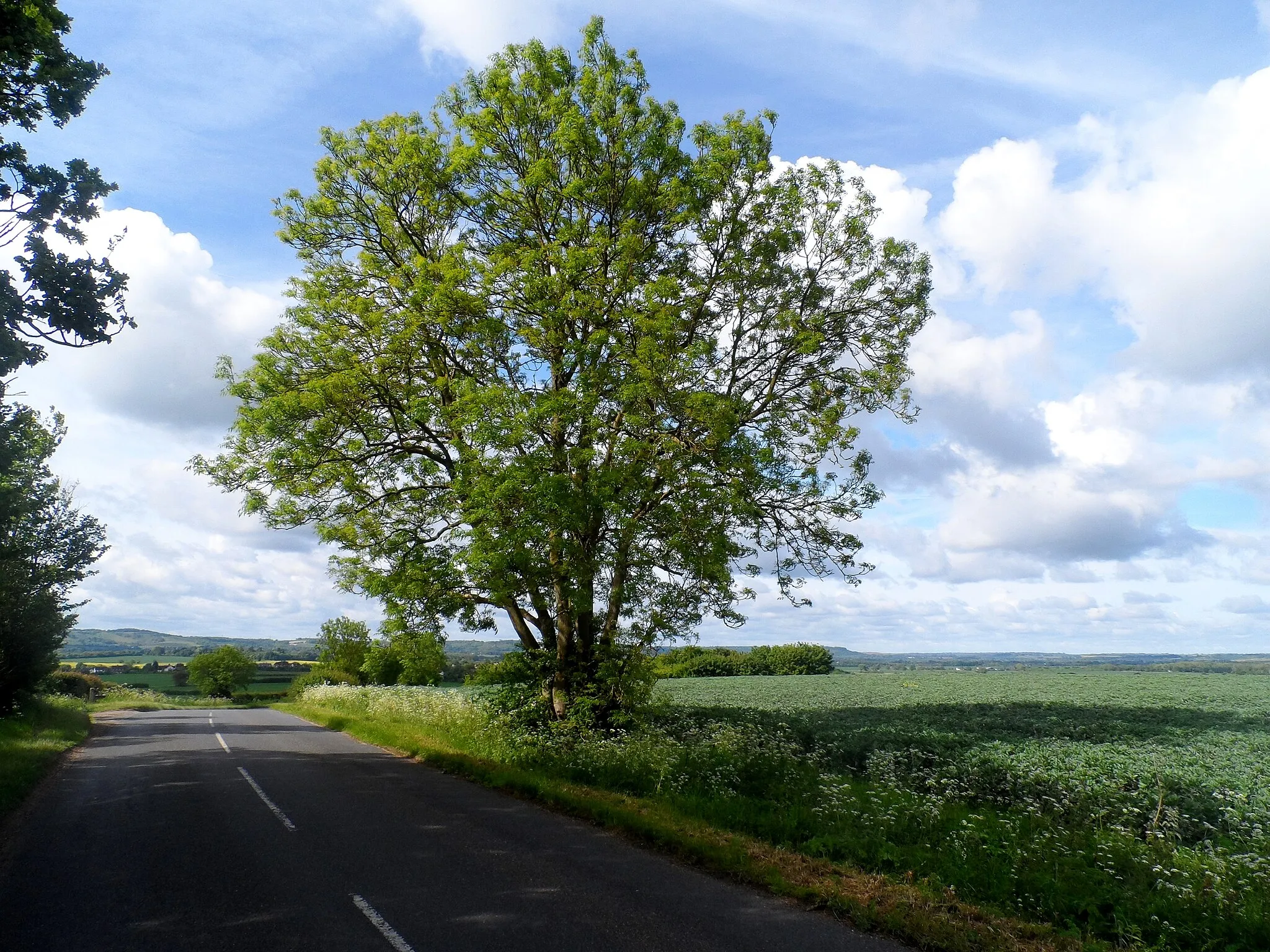 Photo showing: Ash tree, Meppershall Road