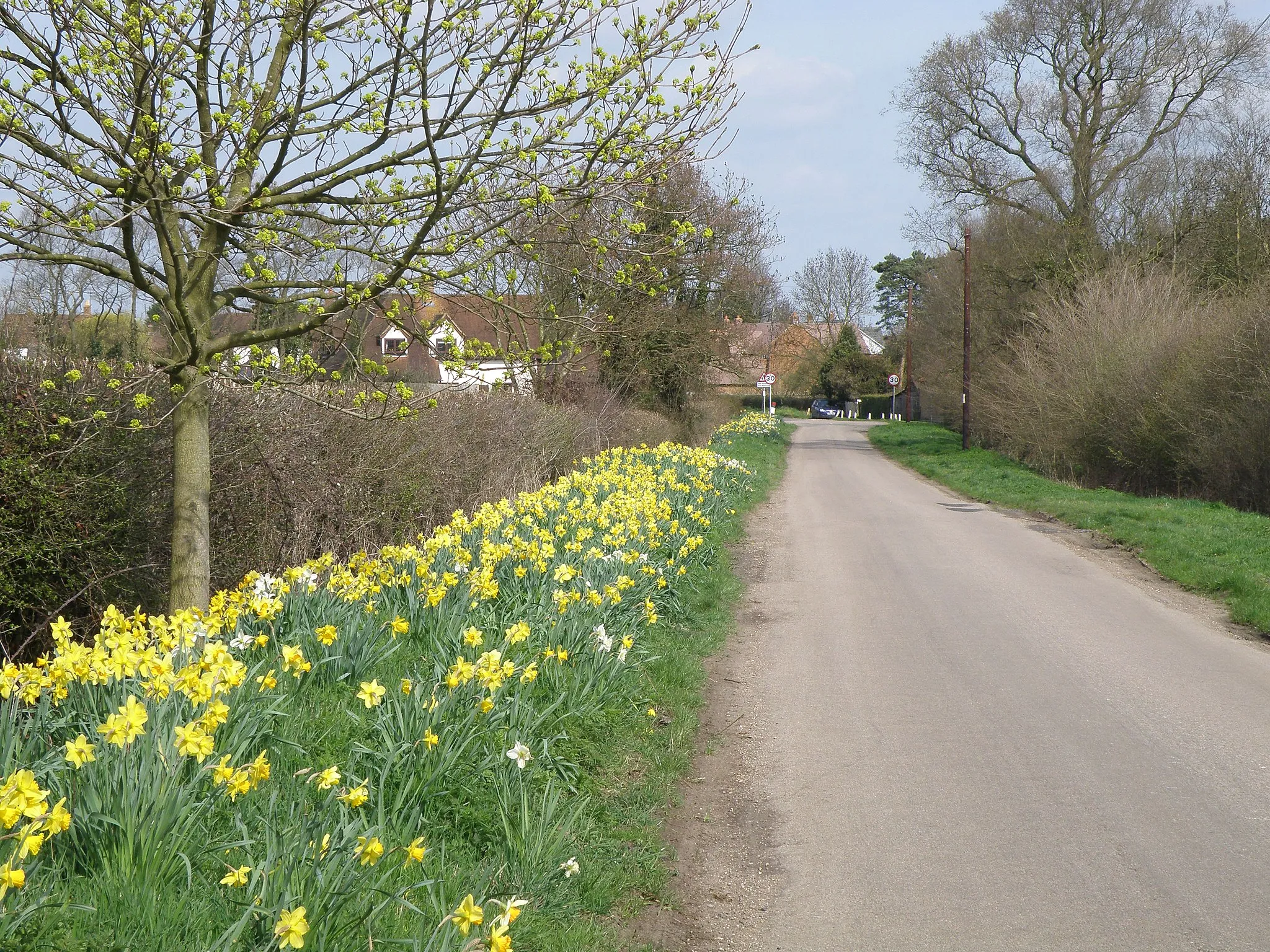 Photo showing: Springtime on the Butts, near to Riseley, Bedfordshire, Great Britain.
Butts lane leading to Rotten Row, Riseley