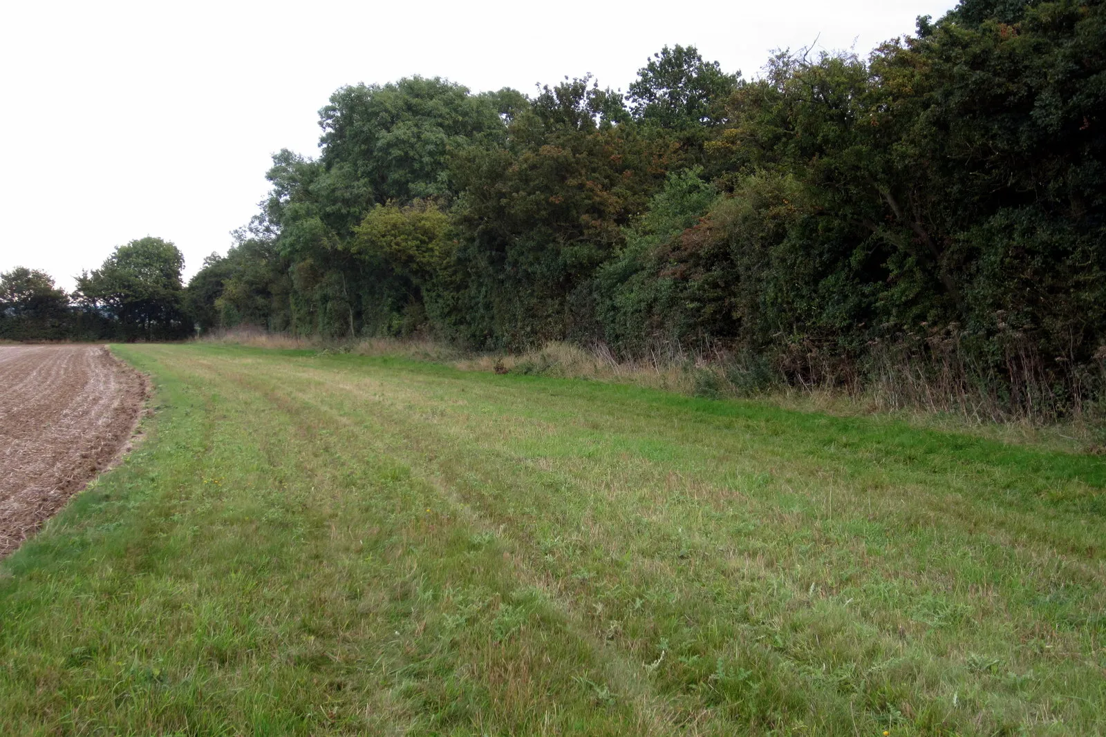 Photo showing: Bridleway by Ramacre Wood