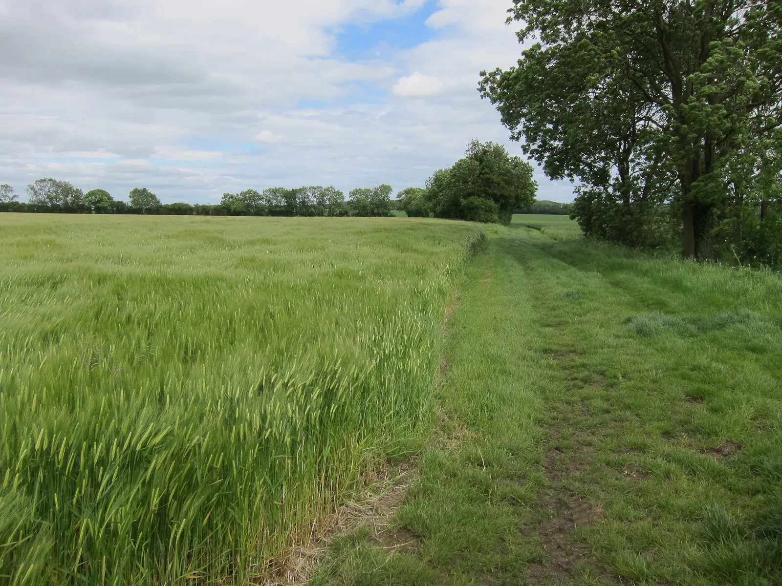 Photo showing: Bridleway to Hatley Park