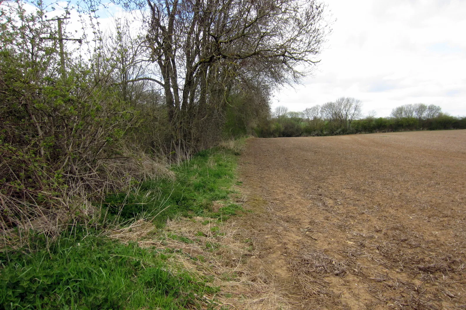 Photo showing: Established Hedge by the Stewkley Road