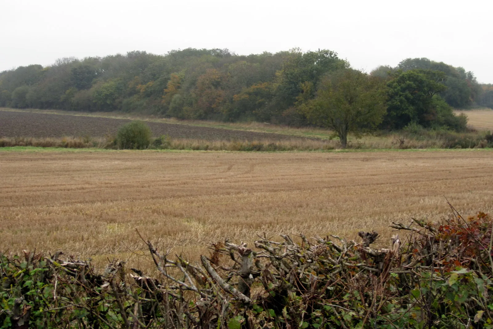 Photo showing: Bedlam Copse